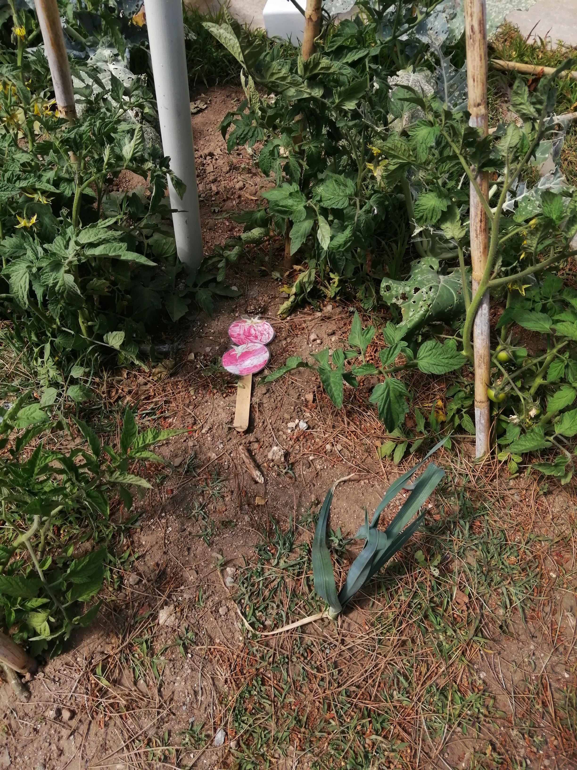 Aspeto do plantio dos tomates, em maio