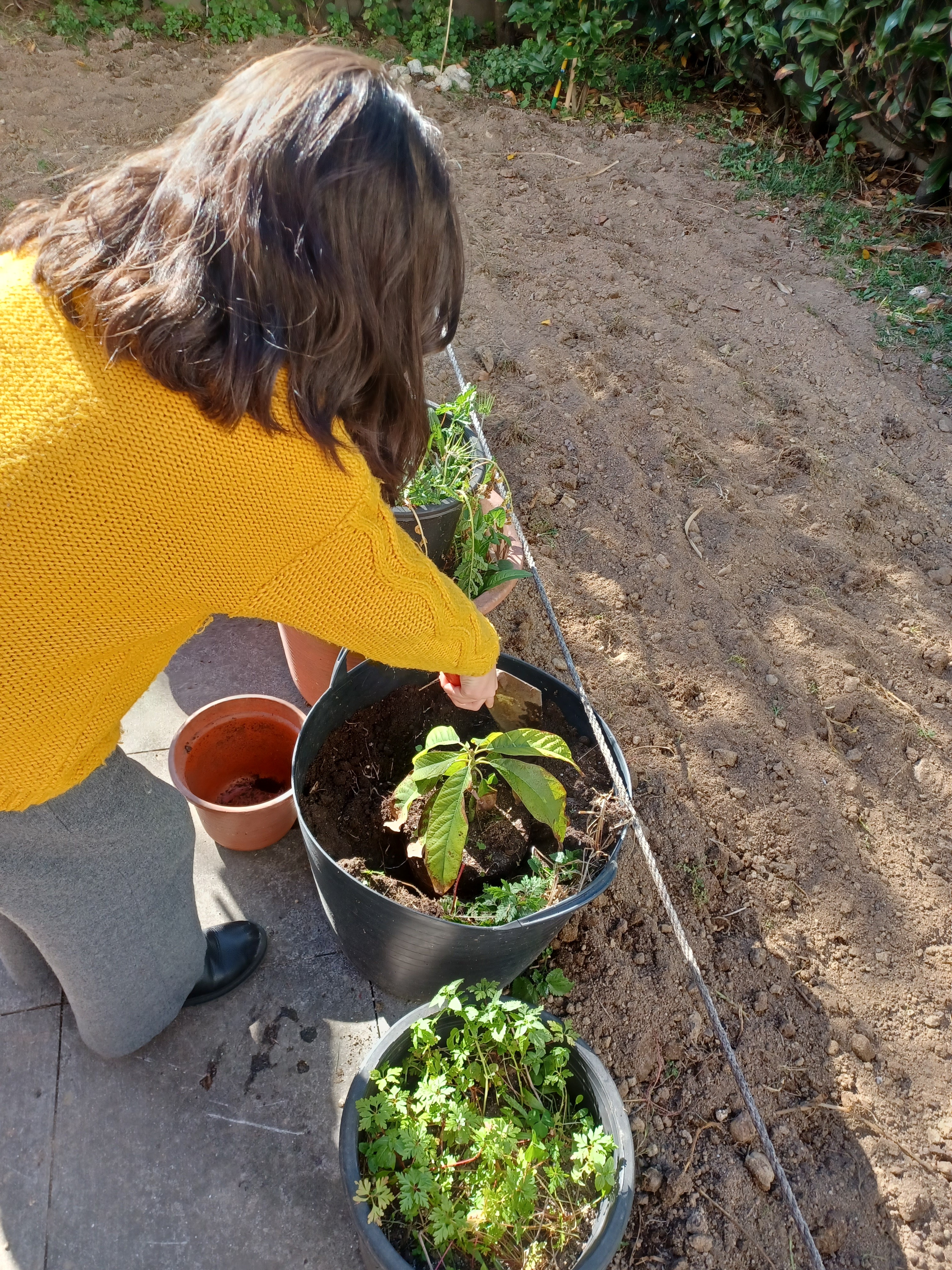 PLANTAÇÃO DE UM ABACATEIRO NUM VASO
Deposição do abacateiro no interior do vaso e colocação de substrato vegetal à volta da planta.