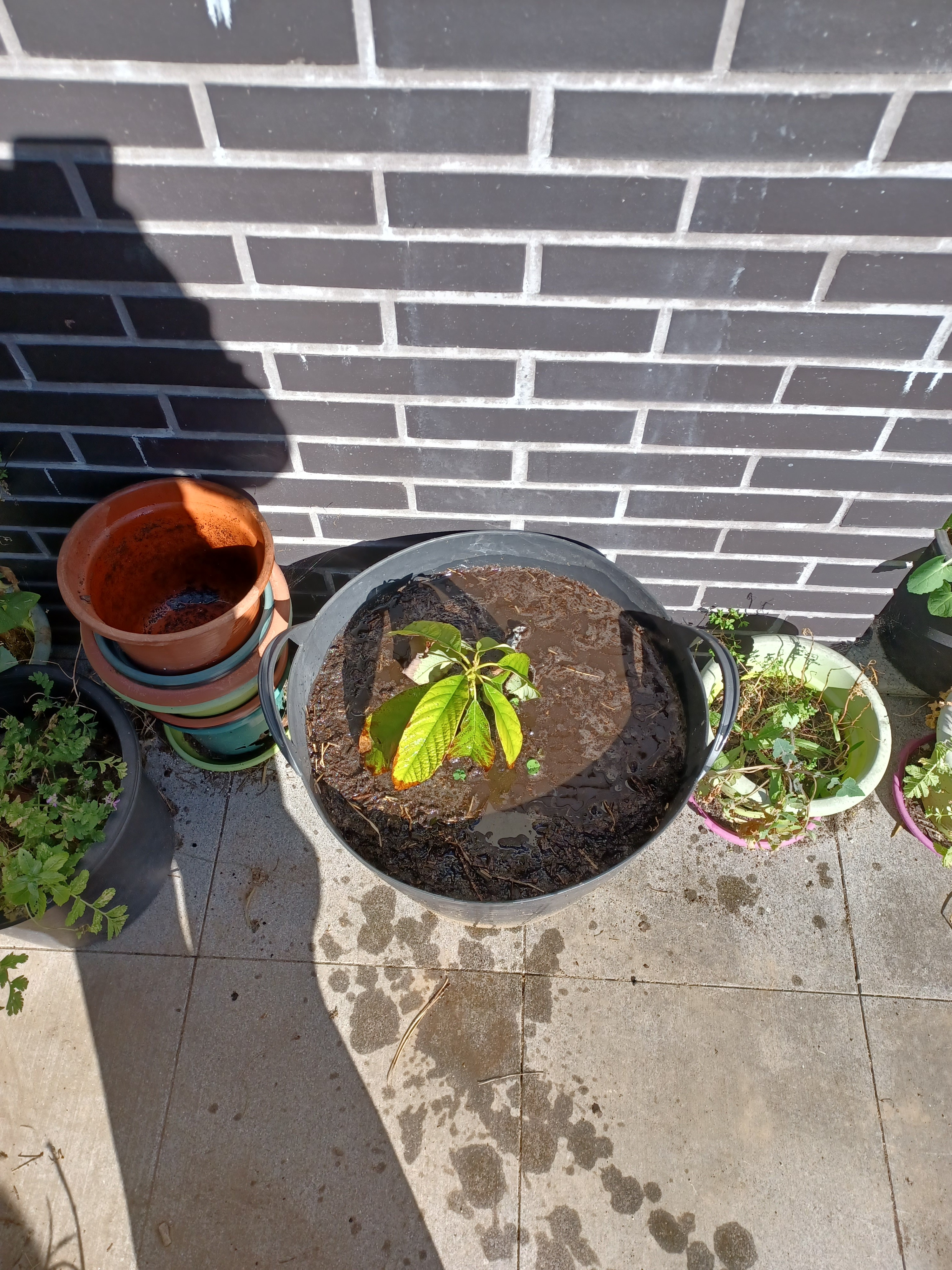 COLOCAÇÃO DO VASO NUM LOCAL QUENTE E ABRIGADO
Rega do abacateiro, colocação de caruma de pinheiro manso em torno da árvore de forma a reduzir as perdas de água.