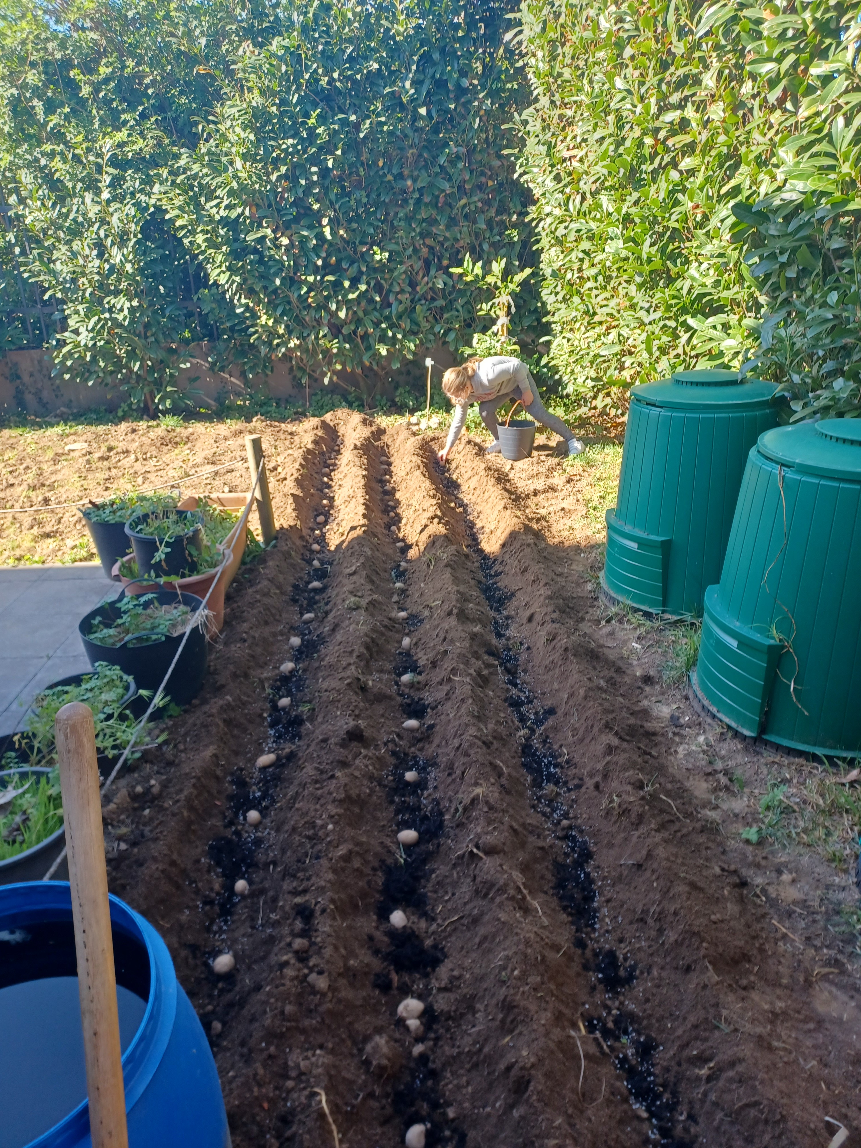 SEMENTEIRA DE BATATAS JELLY
Após os devidos trabalhos preparatórios da terra que incluíram: espalhar o substrato vegetal produzido num compostor, lavrar a terra utilizando uma enxada de dois bicos e abertura de sulcos, procedeu-se à sementeira de batatas