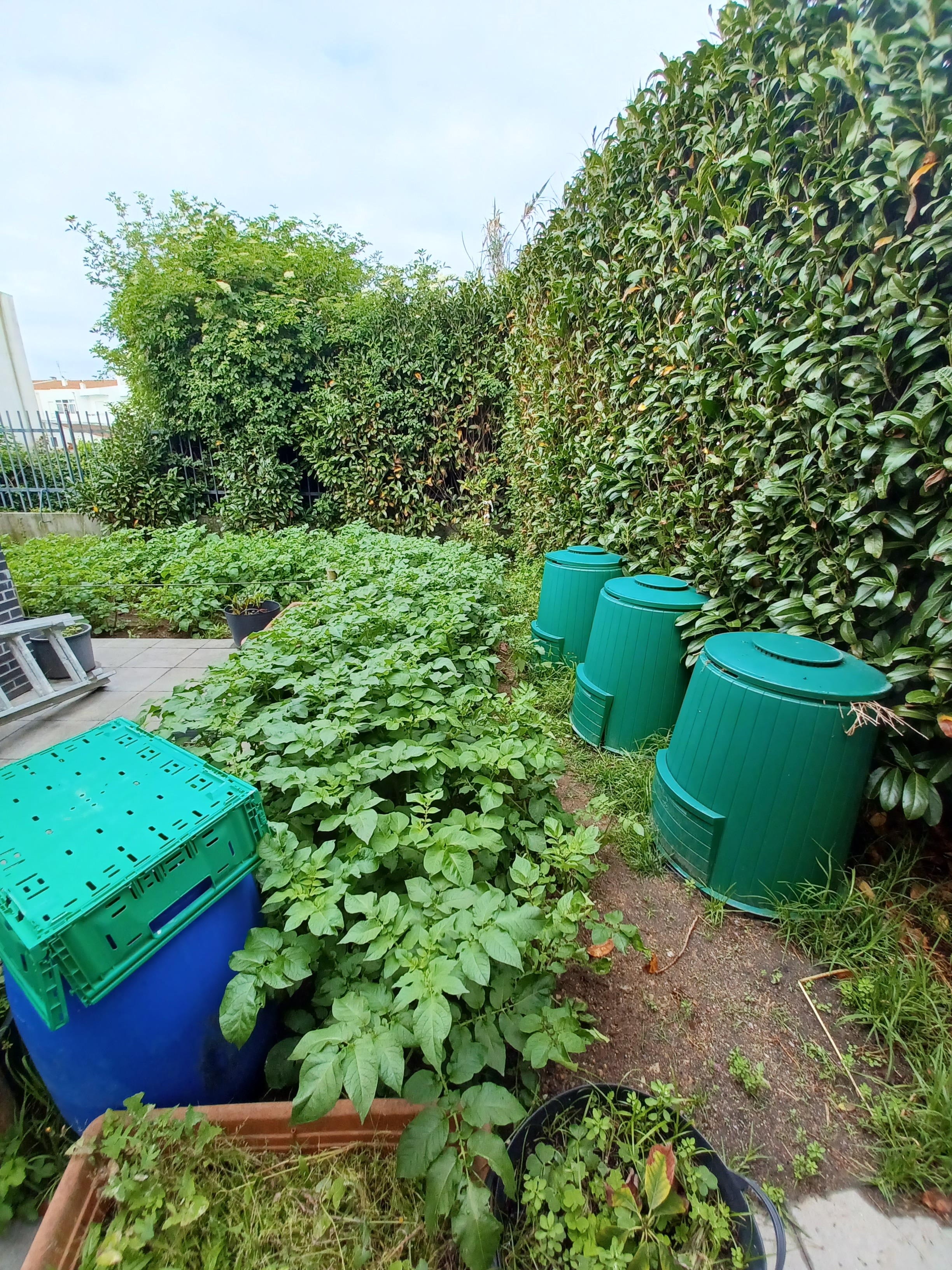 Compostores

A EB1/JI do Século utiliza os compostores cedidos pela LIPOR para proceder à compostagem de resíduos orgânicos produzidos na atividade quotidiana da cantina escolar. 
Após dois anos, o substrato obtido é espalhado pelo terreno da horta.
