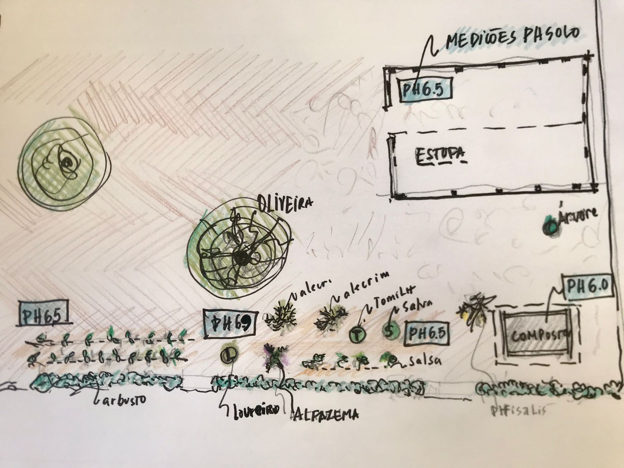 Esboço / Layout do espaço da horta, localização de espécies existentes identificadas e registo do PH solo identificando um solo PH 6,5 ( media) muito próximo ao PH neutro, podendo ainda controlar a acidez residual.