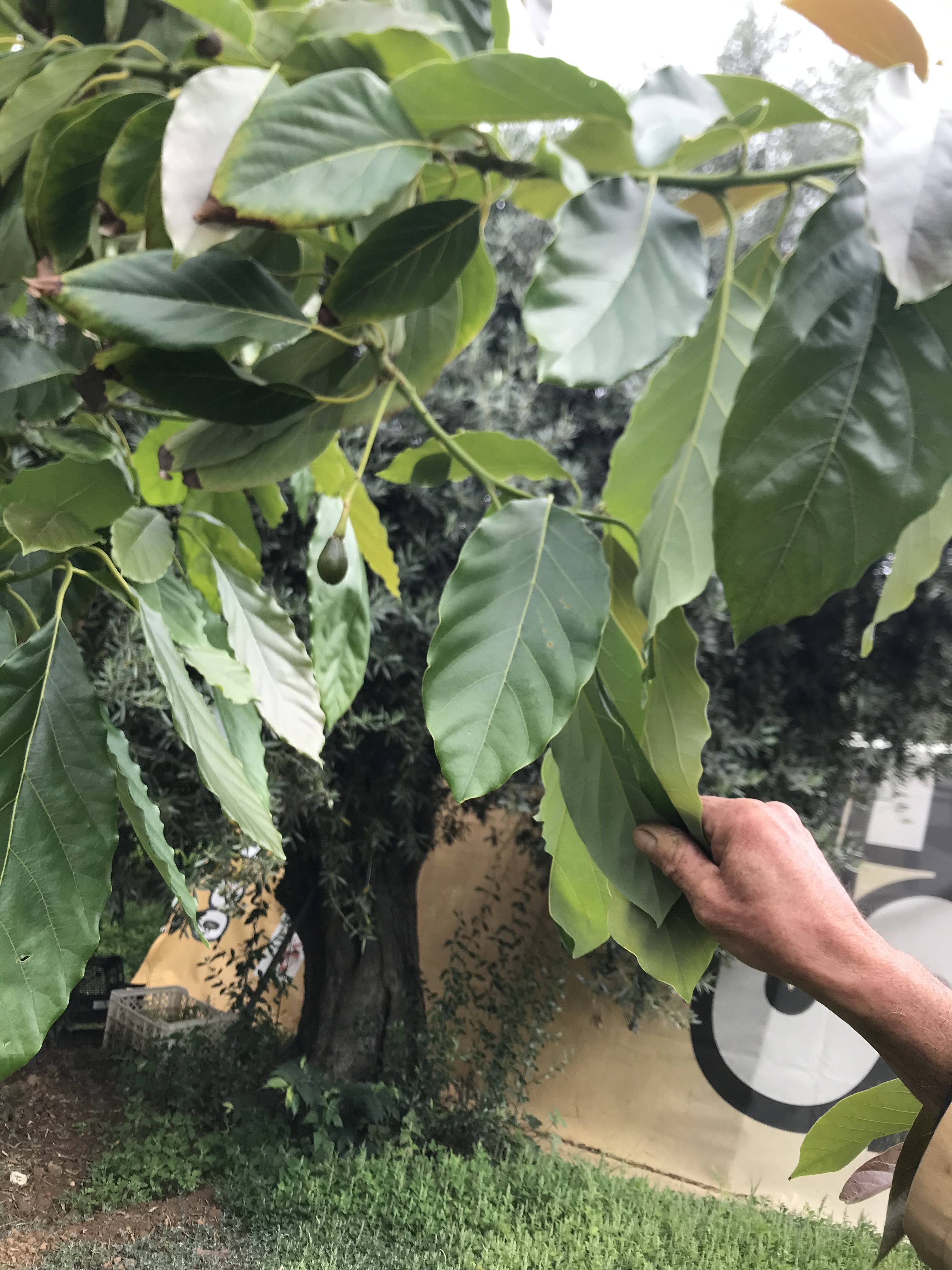 Pequenos Abacate sucederam à flor, agora é só esperar que cresça no abacateiro.