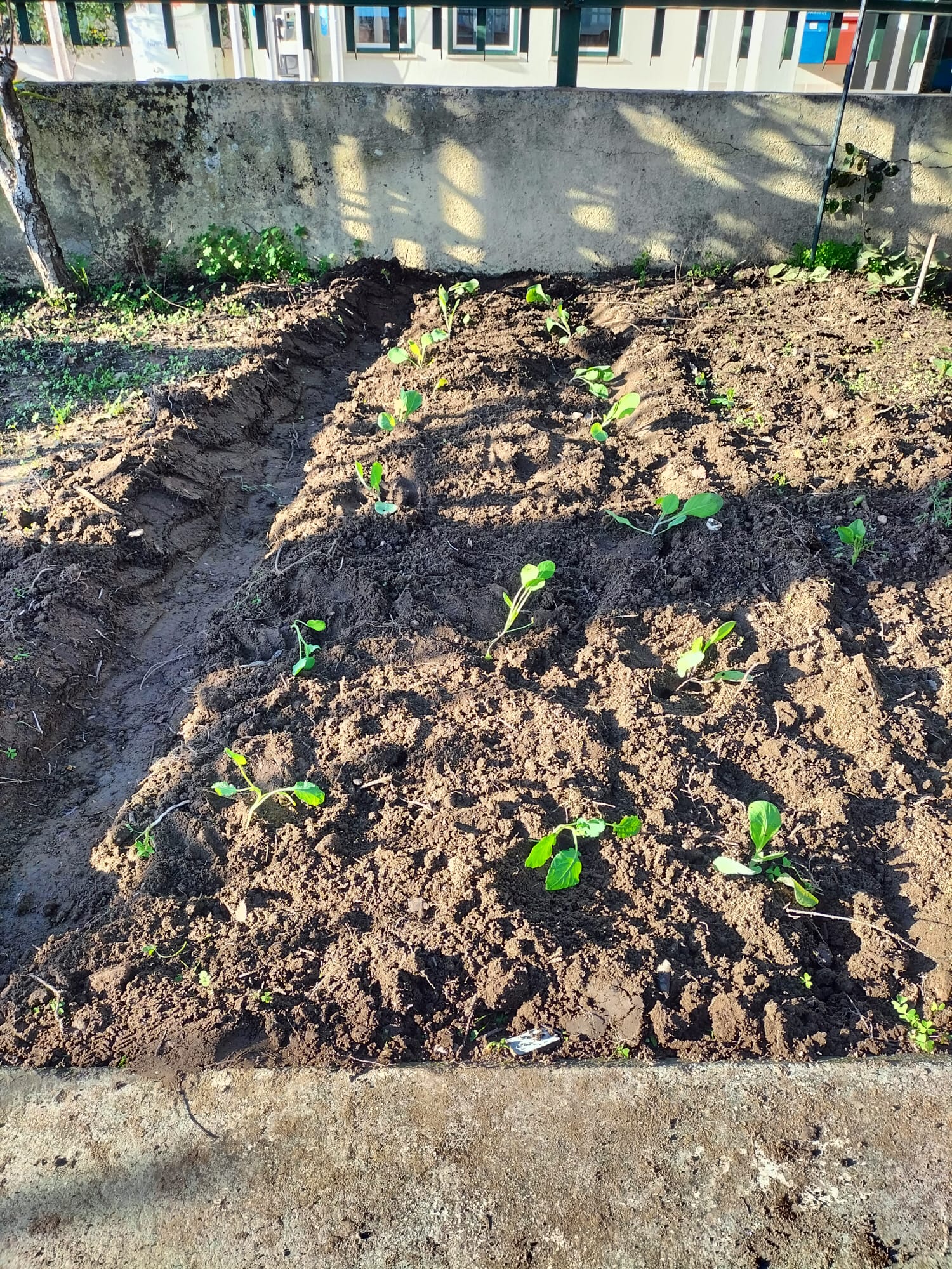 Plantação de couve