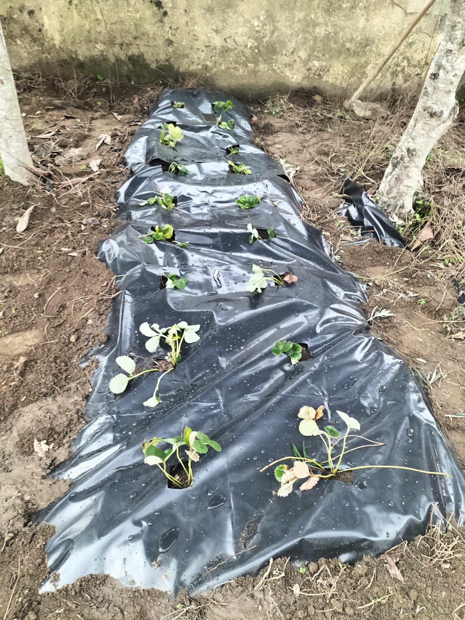 Plantação de morangueiros