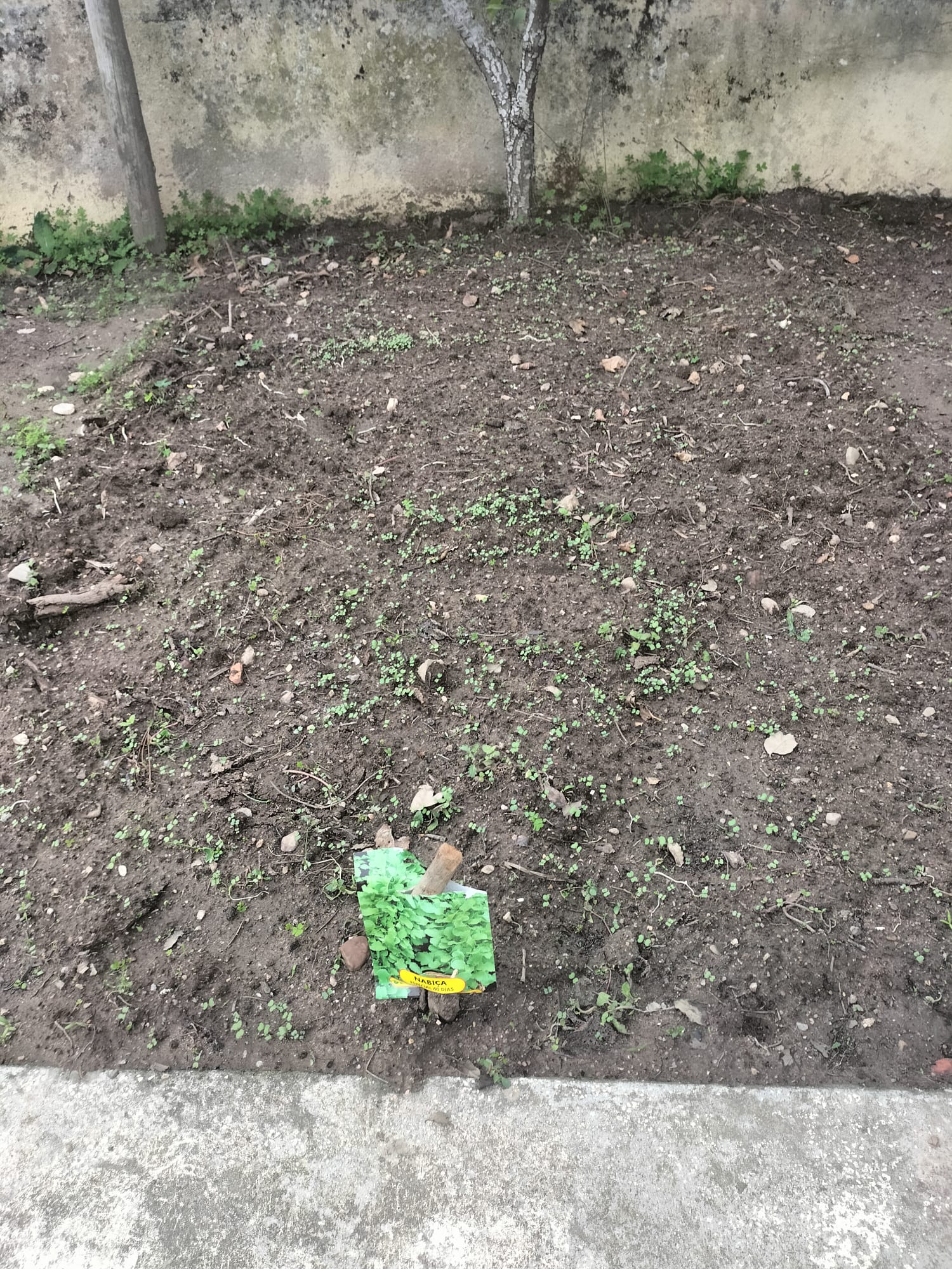 Sementeira de nabiças