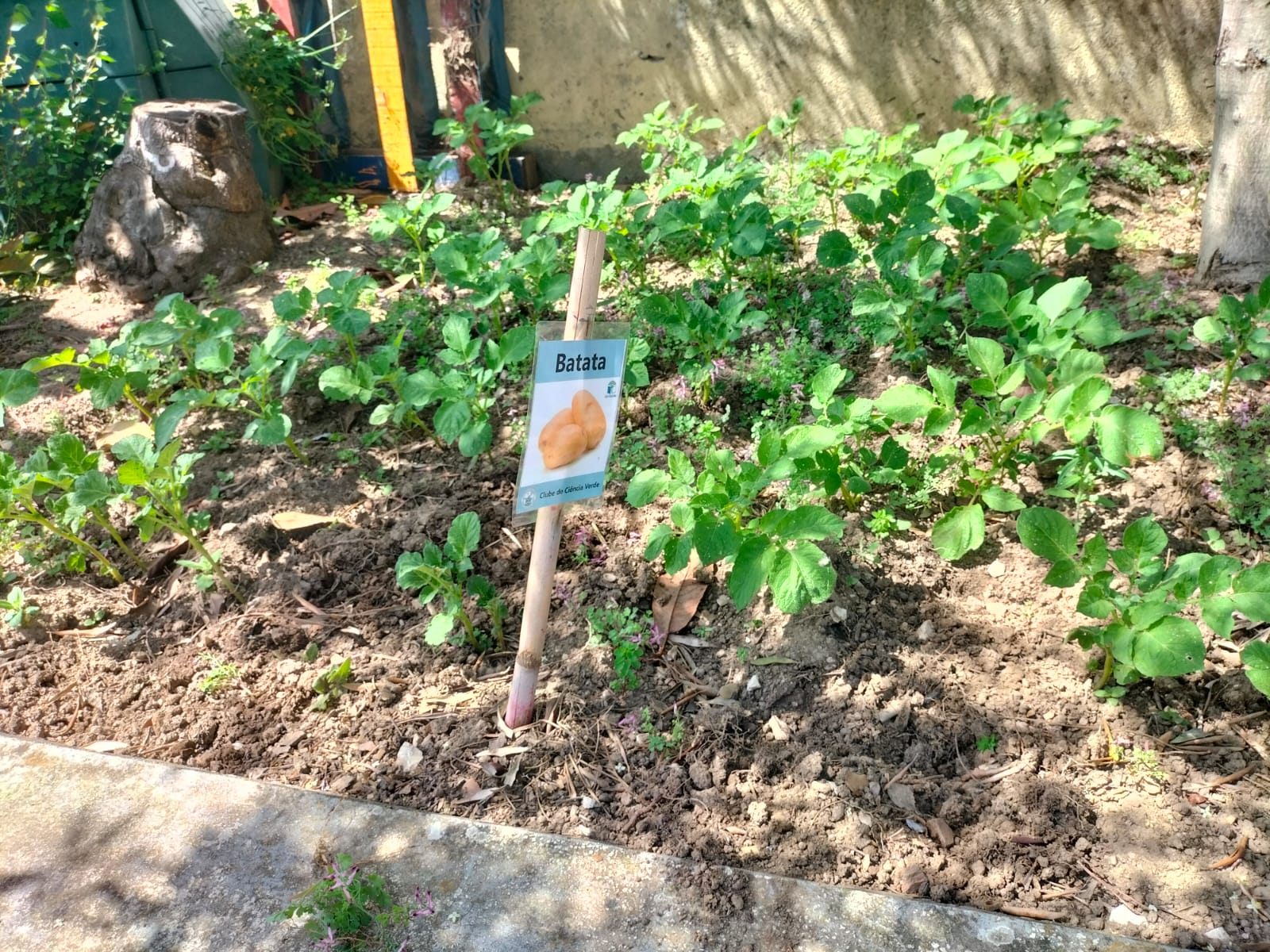 Plantação de batata