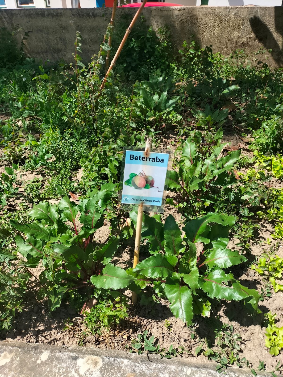 Plantação de beterraba