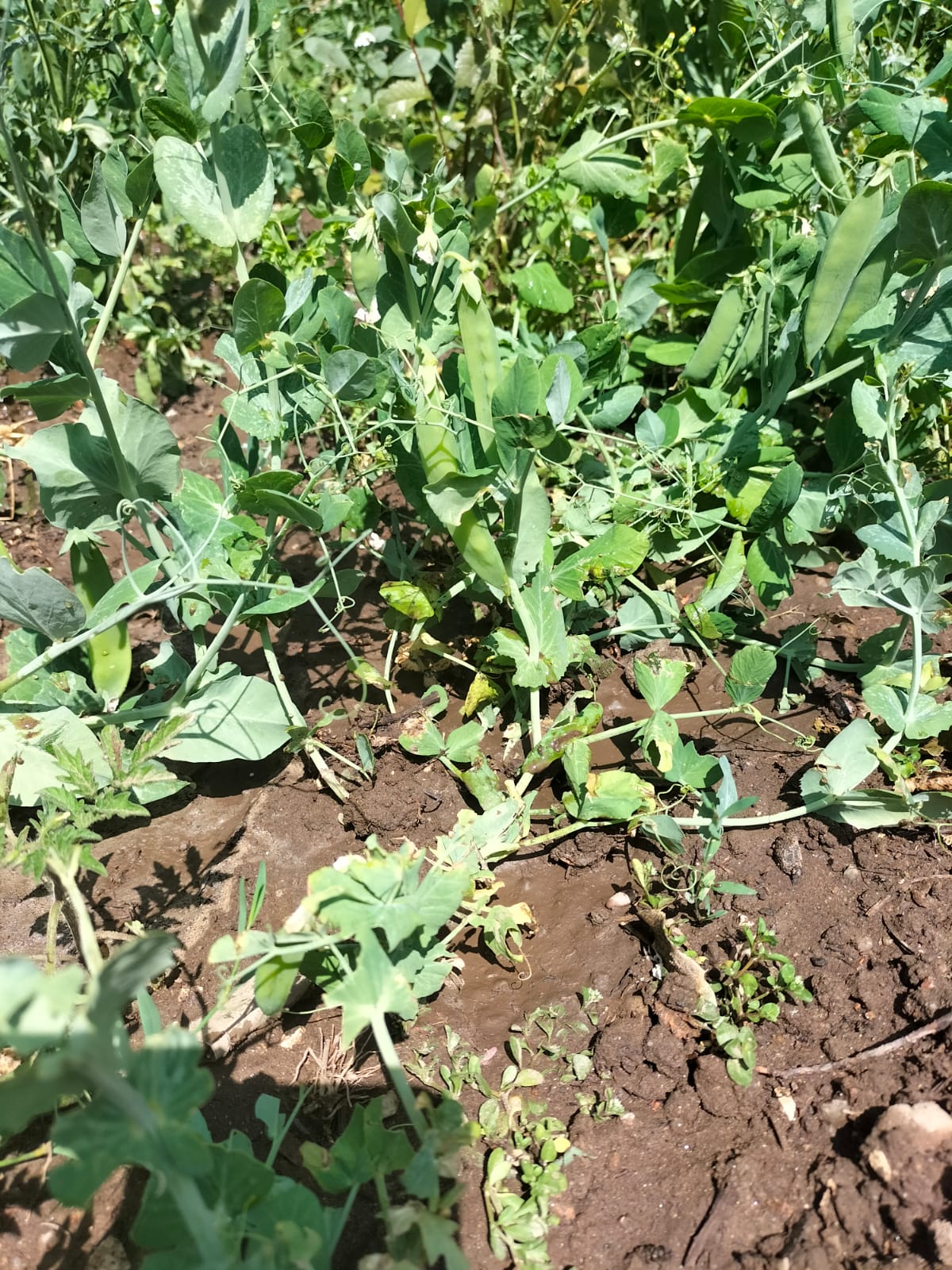 Plantação de ervilhas