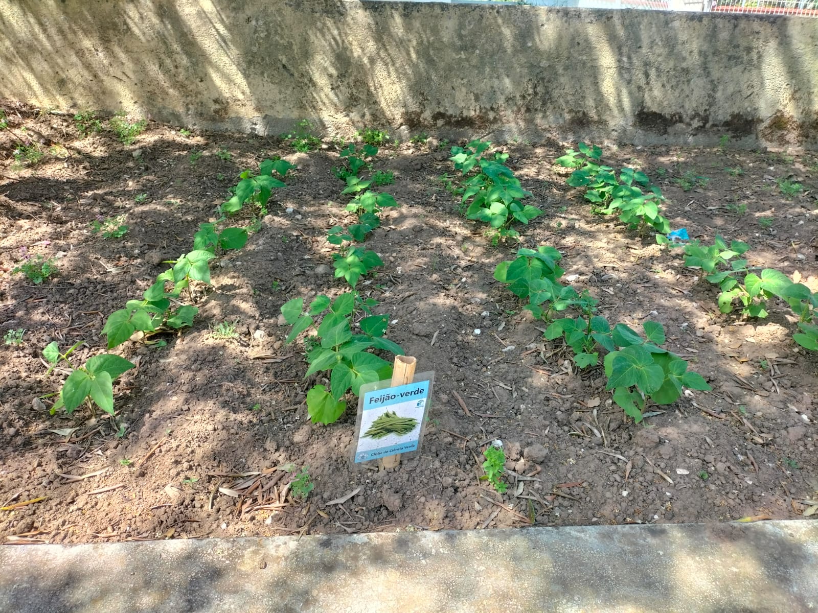 Plantação de feijão verde