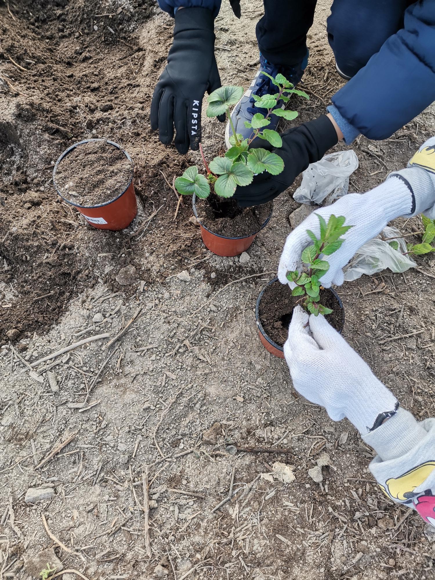 Os alunos a plantar.