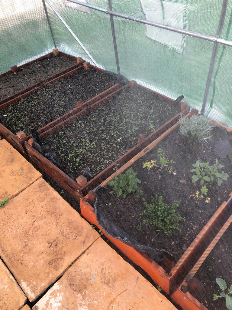 Canteiros com diversas ervas aromáticas dentro da estufa.