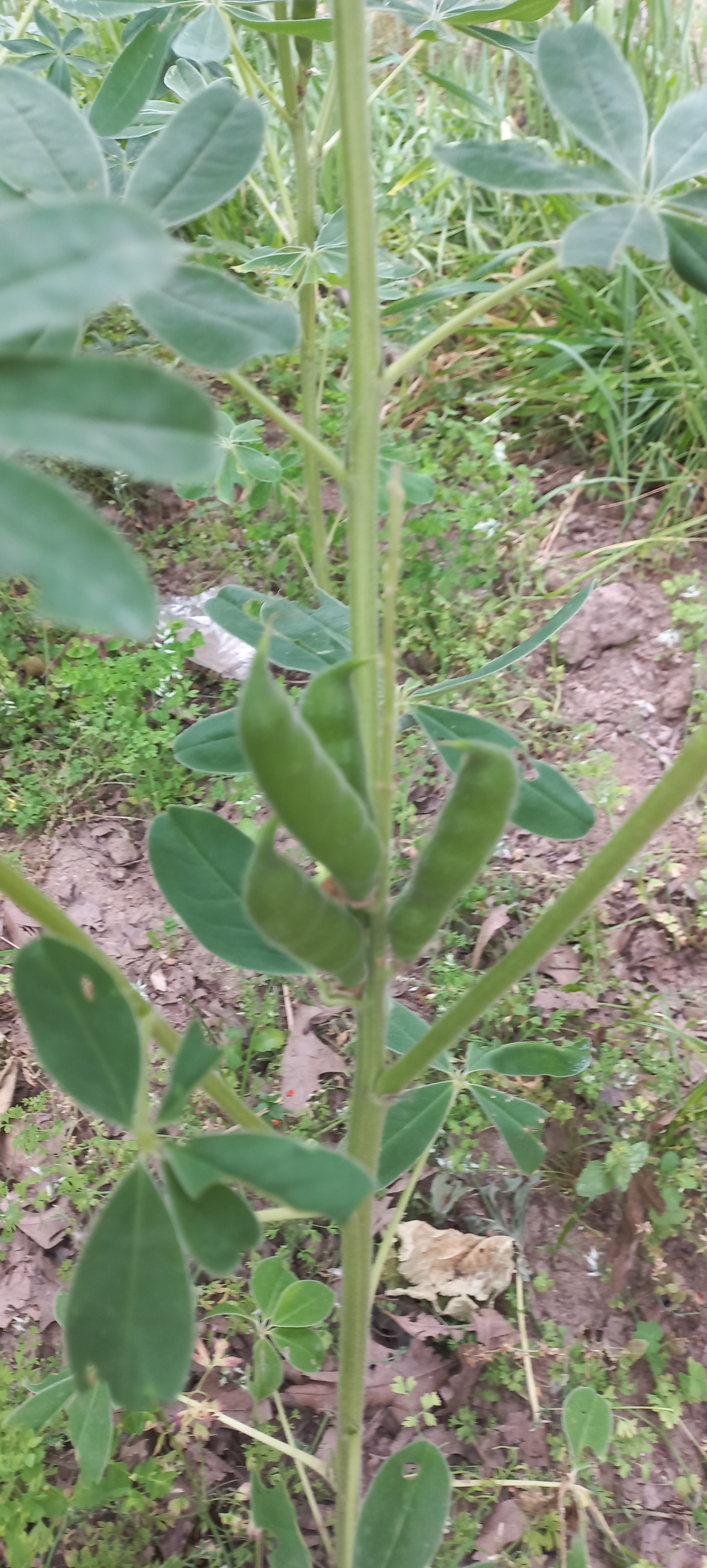 Depois da flor vem o fruto, e os tremoços já tem fruto. É só esperar que cresçam.