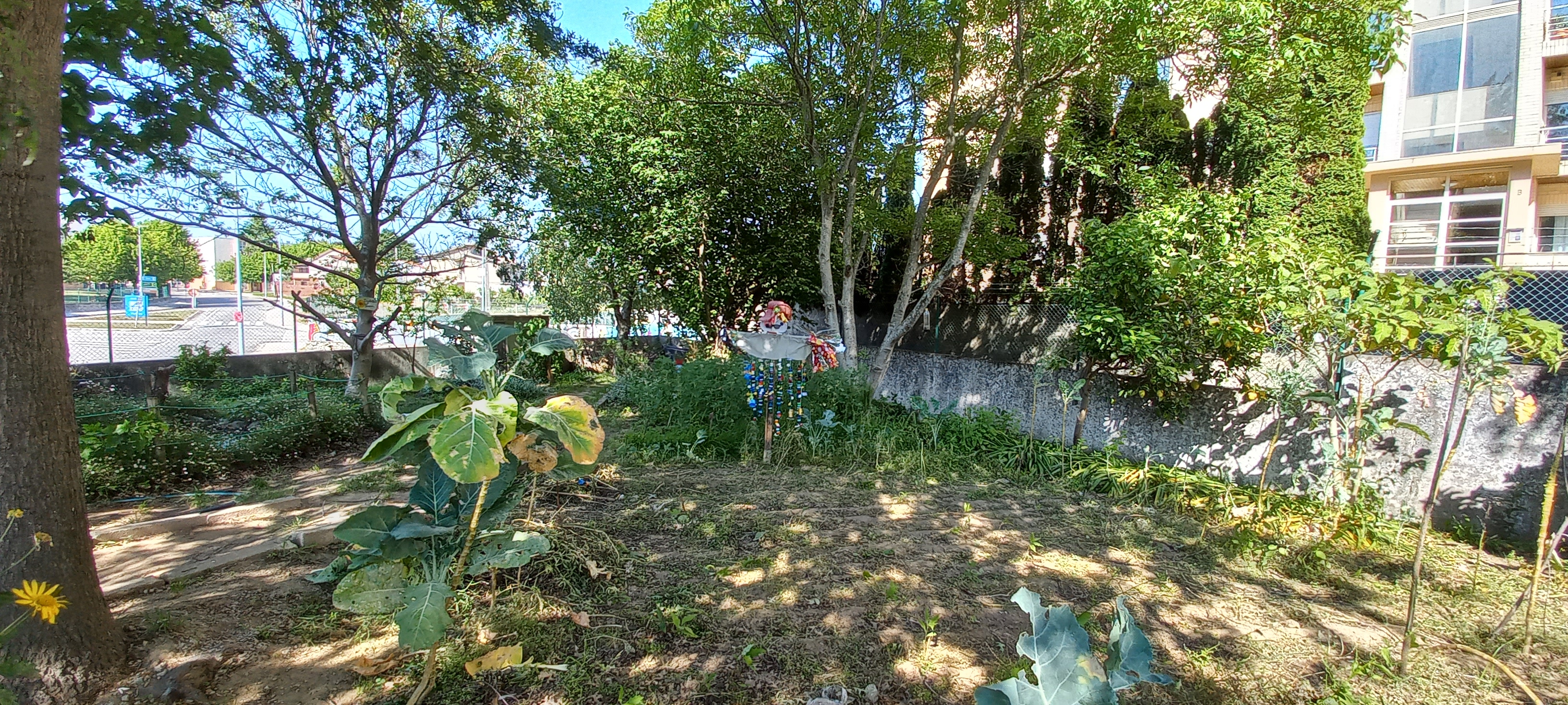 O terreno já não tem favas e vai ser cultivado para a sementeira dos feijões. O abanico ( o espantalho que já está concluído) dá cor à horta.