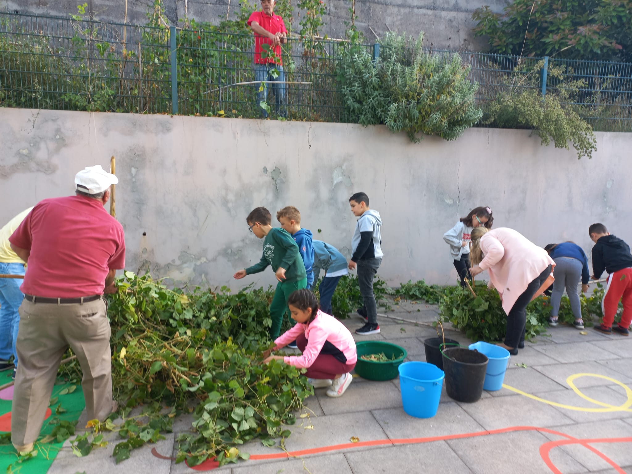 Os alunos foram apanhar favas e descascá-las para depois serem confecionadas no dia da Alimentação.