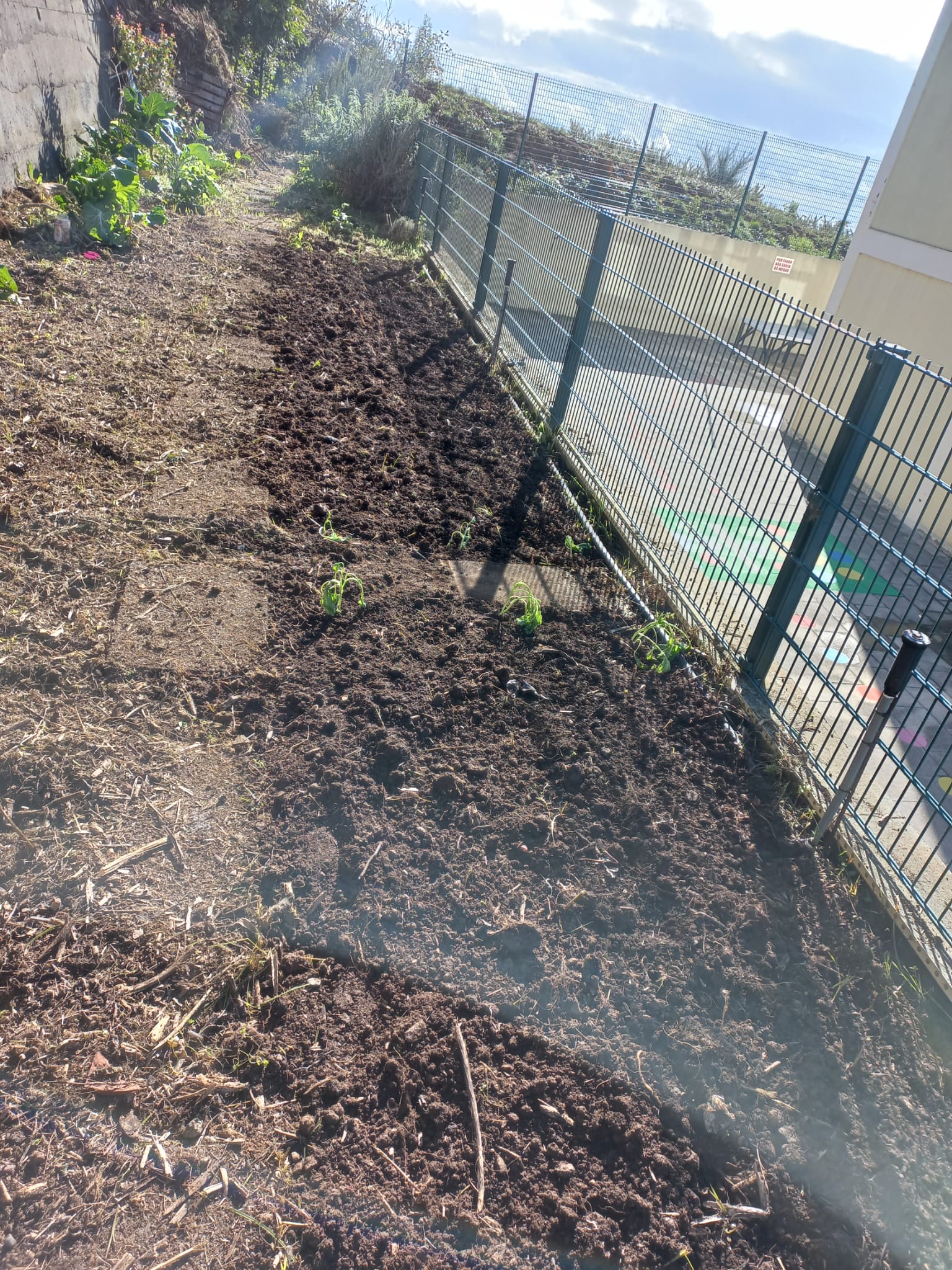Aspeto geral da horta depois da plantação das couves e das favas.