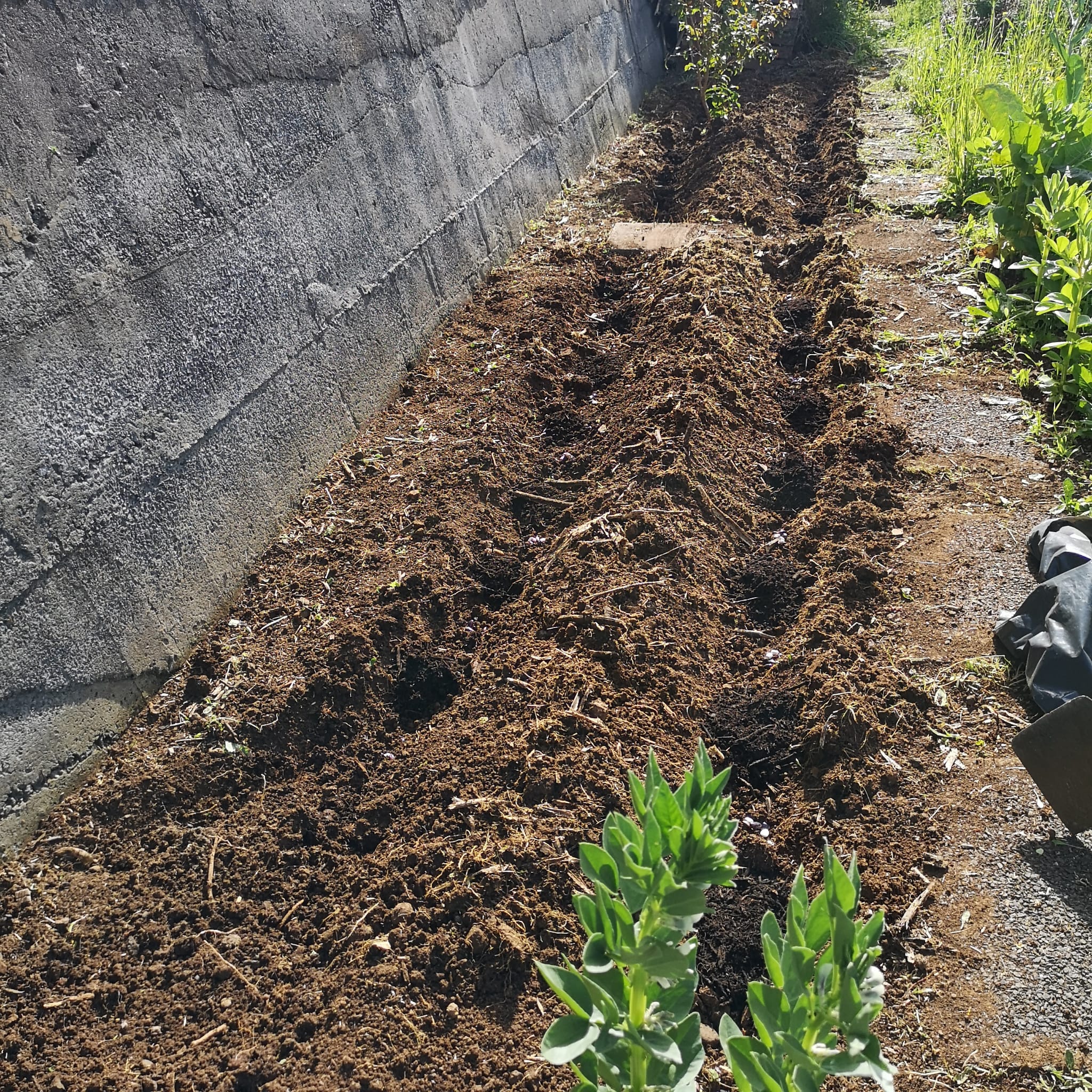 Na plantação das feijocas foi utilizado composto orgânico produzido na nossa horta. Este foi colocado entre o compasso de cada montinho de feijoca.