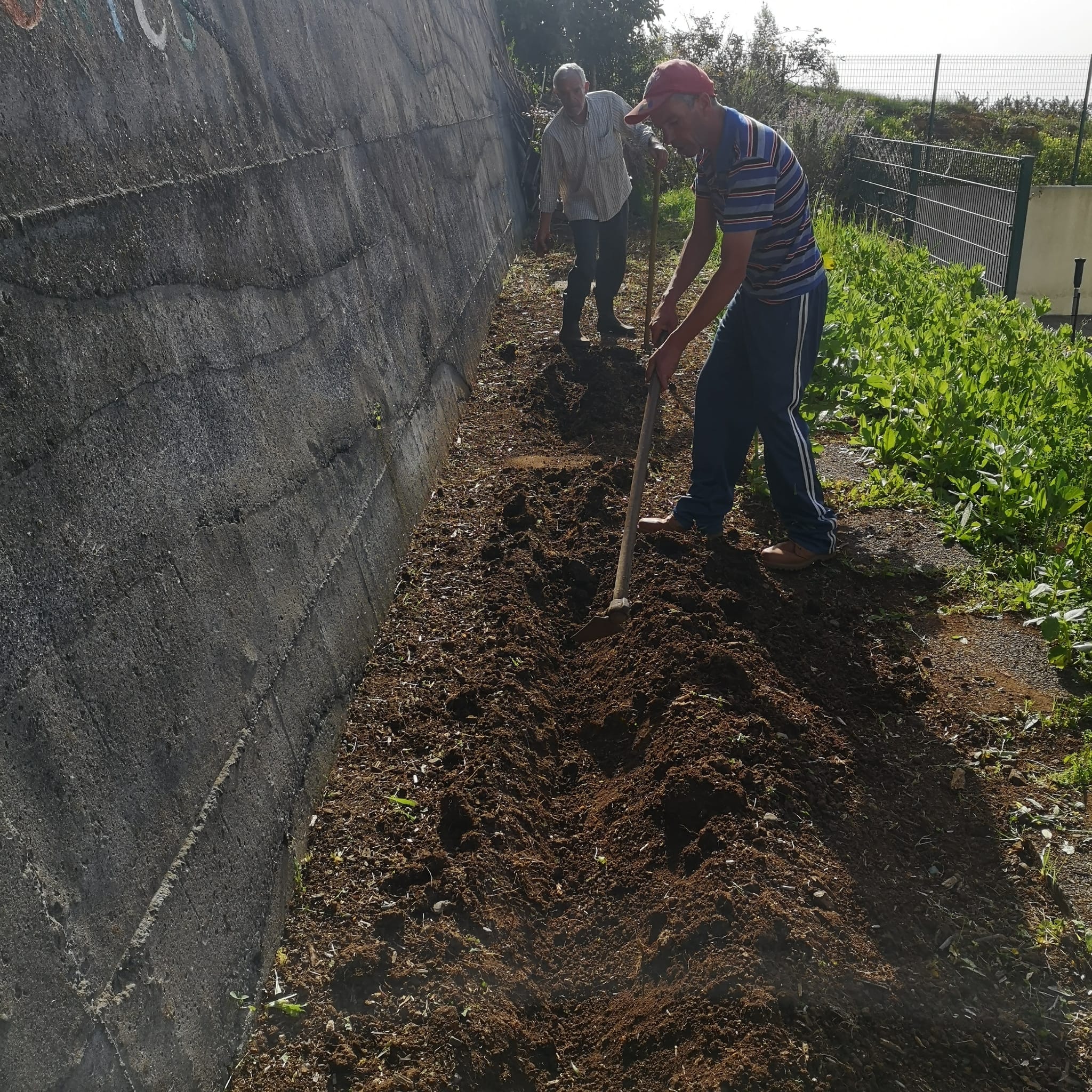 Com ajuda do recorrente foi plantado feijocas na nossa horta.