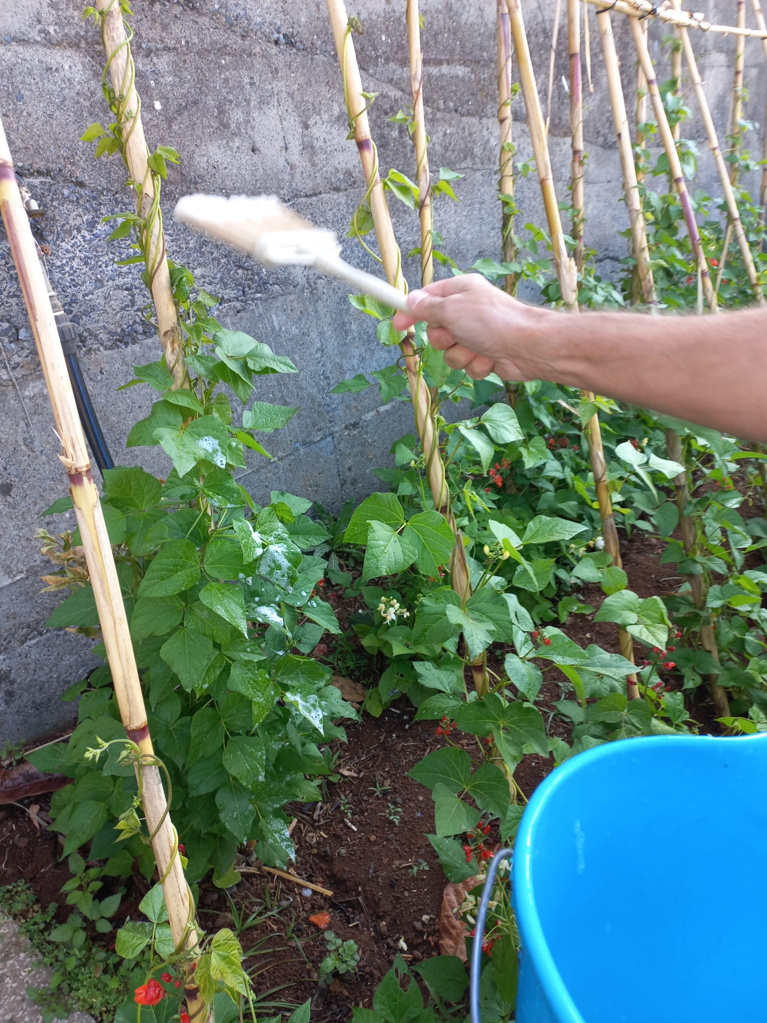 Procedeu-se a desinfeção do piolho nas feijocas utilizando uma mistura de água com líquido da loiça.
