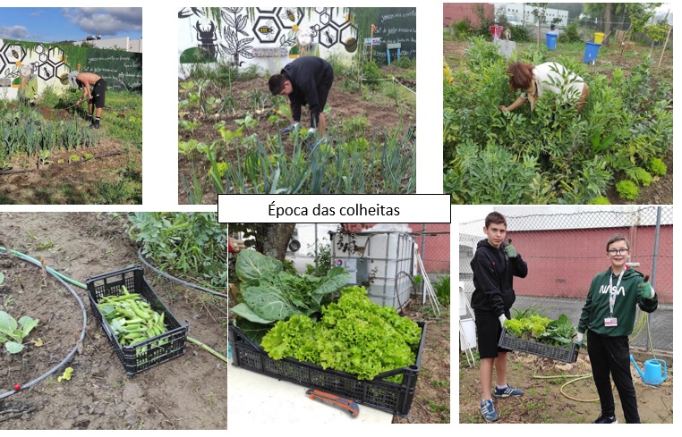 Primeiras colheitas.
