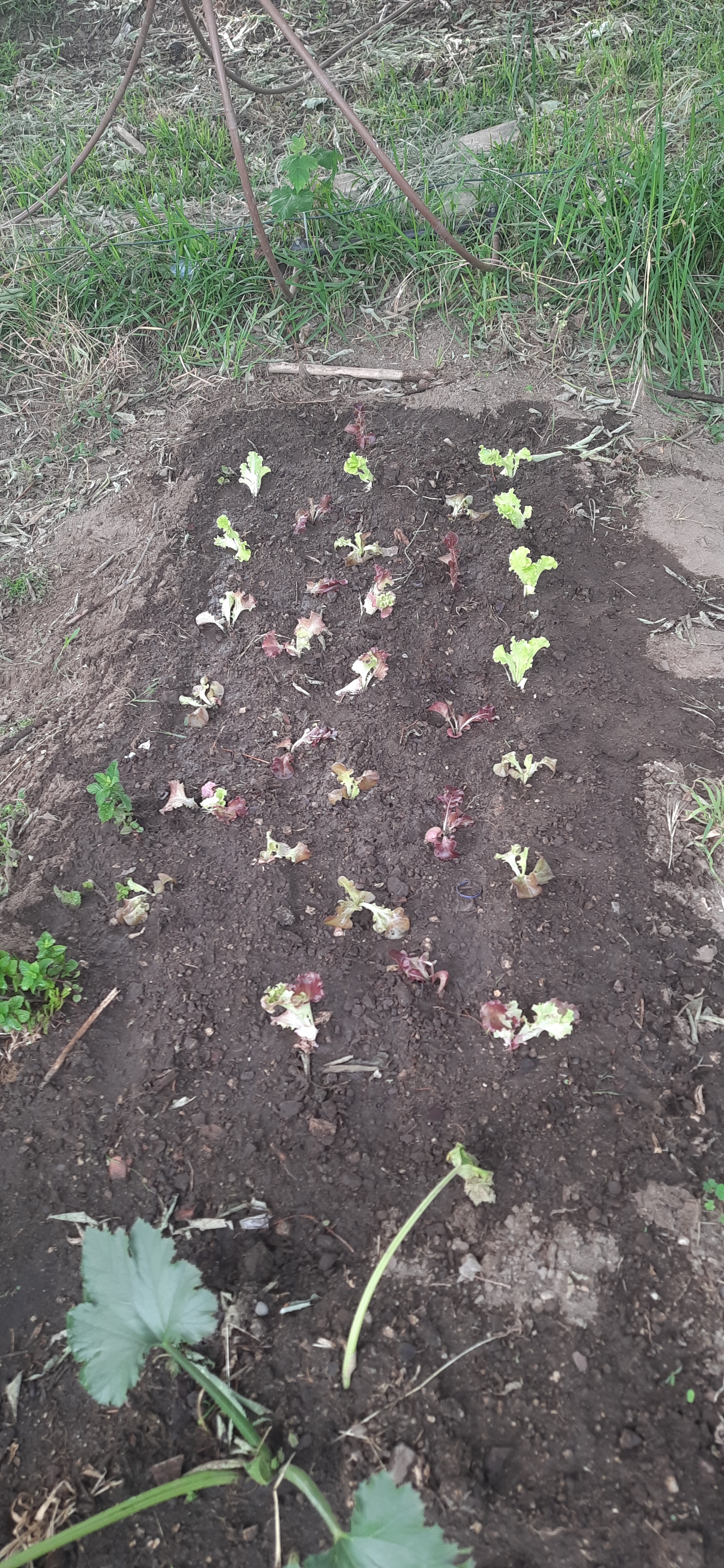 As novas alfaces agora plantadas.