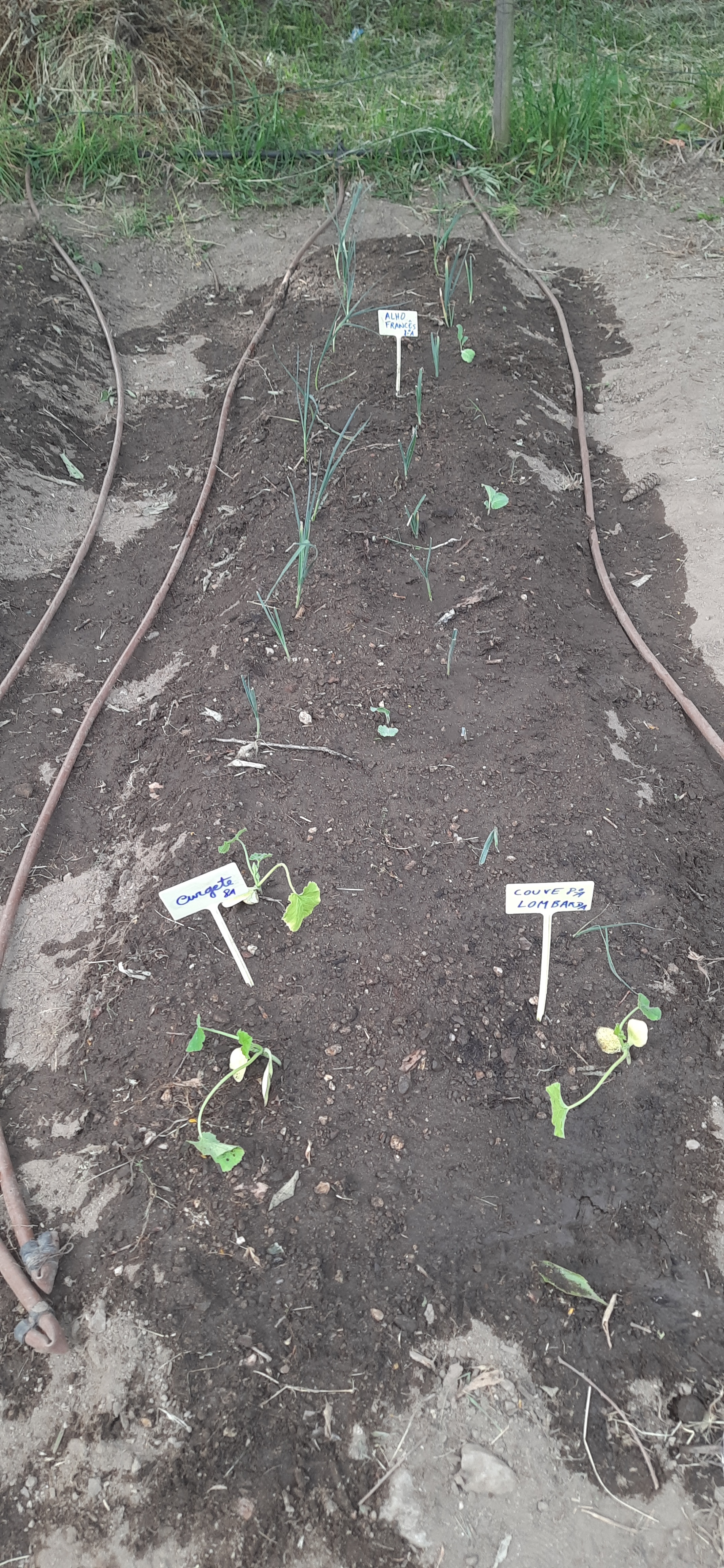 Um canteiro com couve, alho francês, courgete.