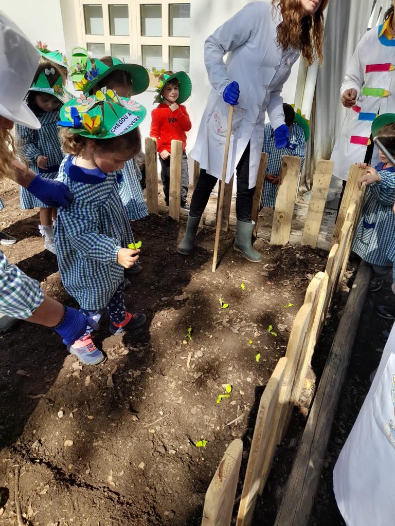 Plantação de alfaces.