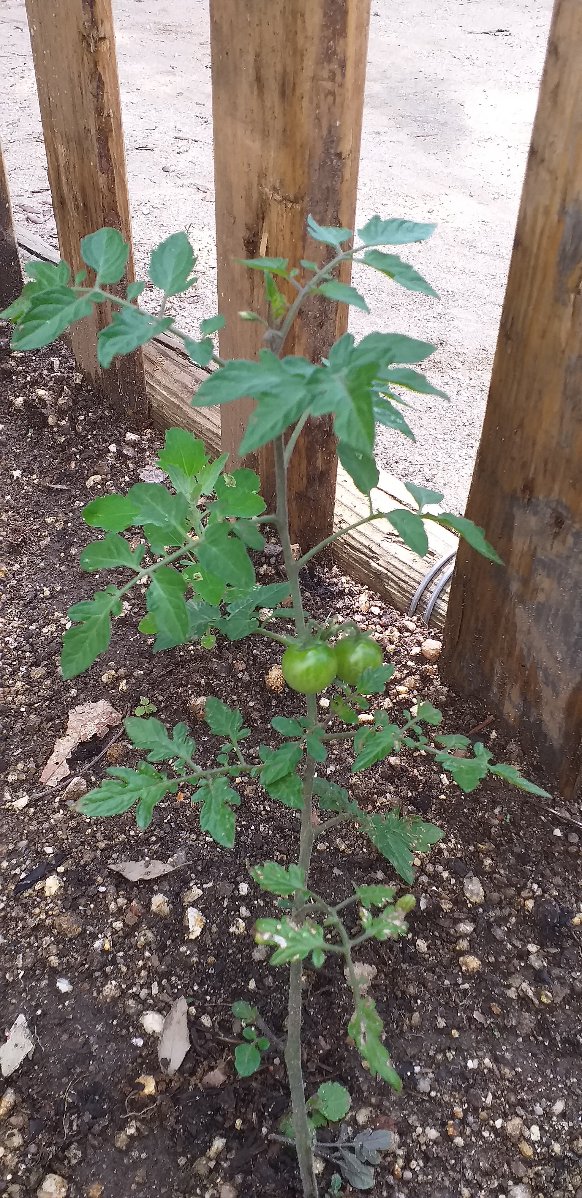Os primeiros tomates da nossa horta.