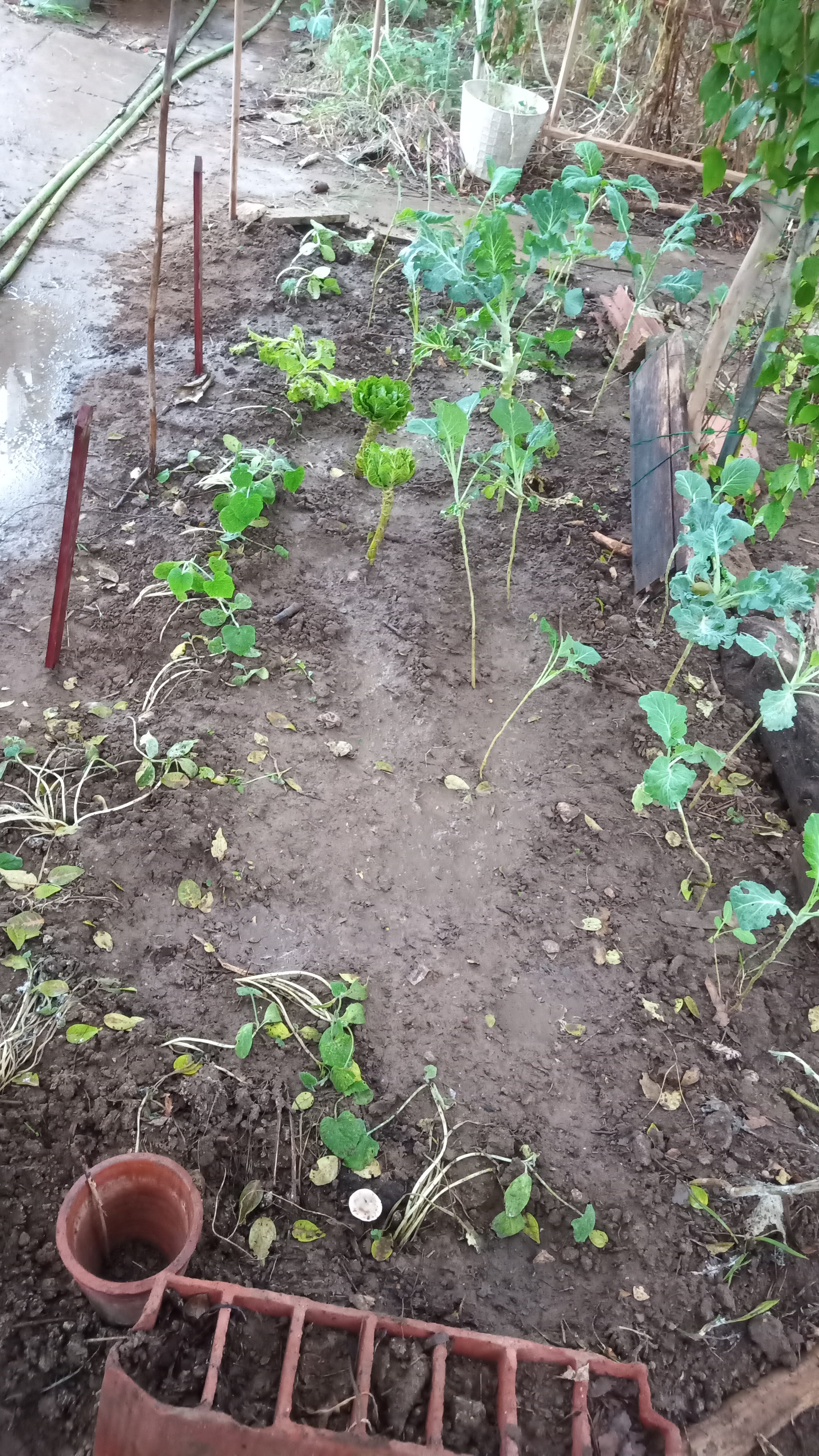 Terreno dentro da estufa, com plantação de couves.