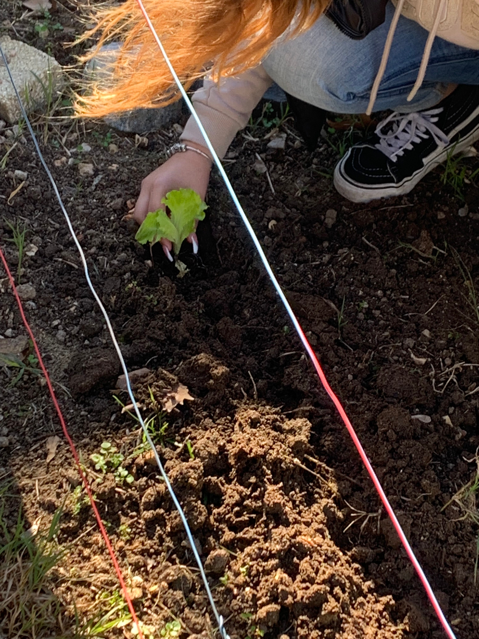 Plantação de alfaces