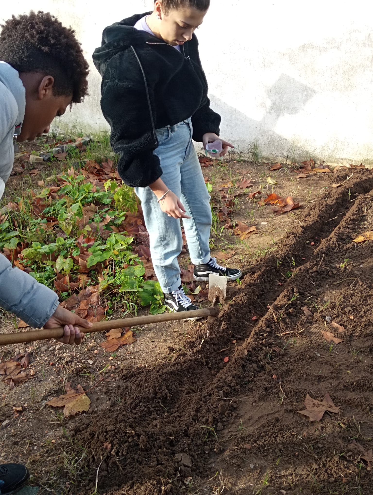 Preparação do terreno e sementeira: favas