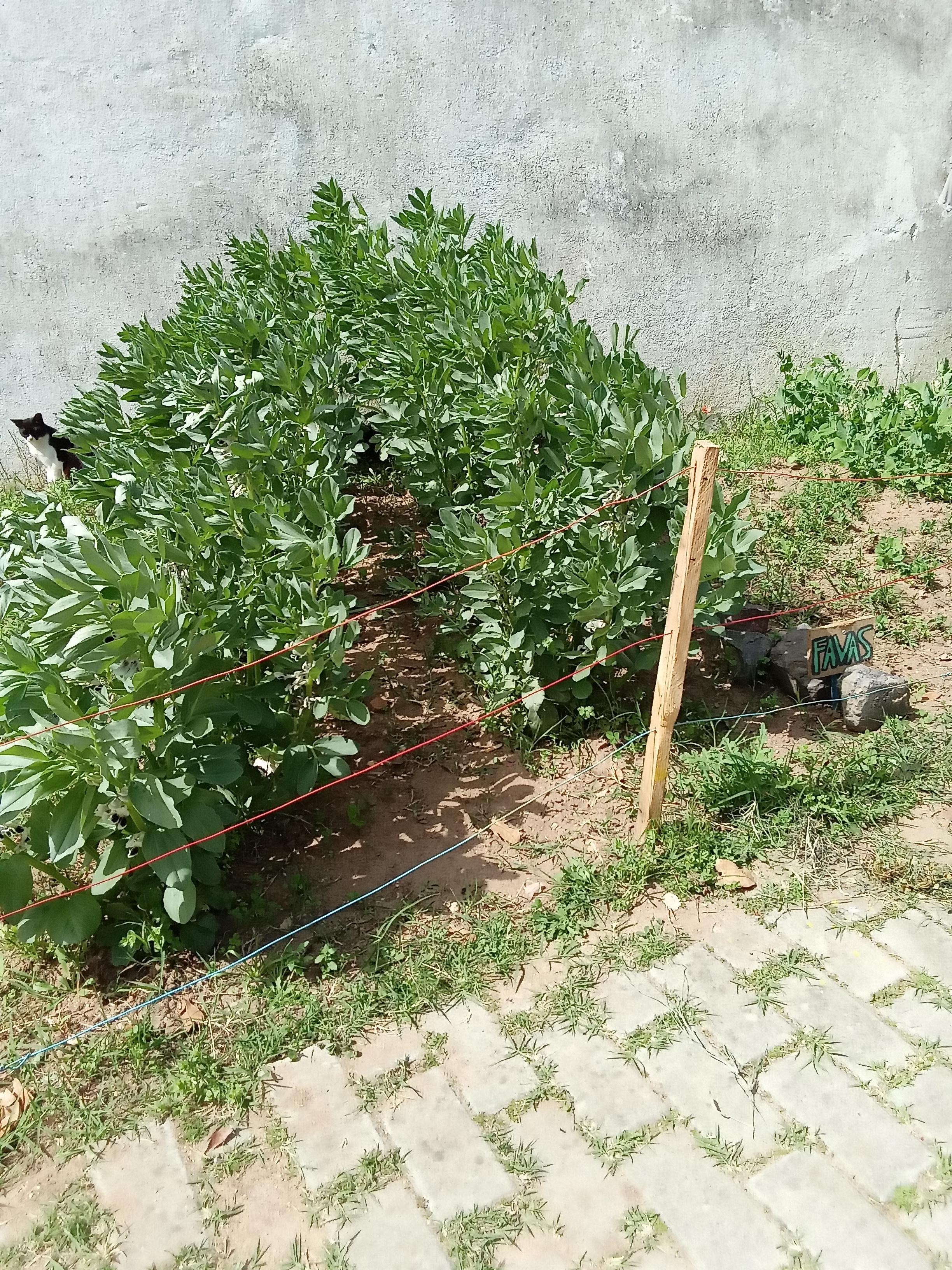Favas e ervilhas em diferentes fases de desenvolvimento no mês de março de 2023