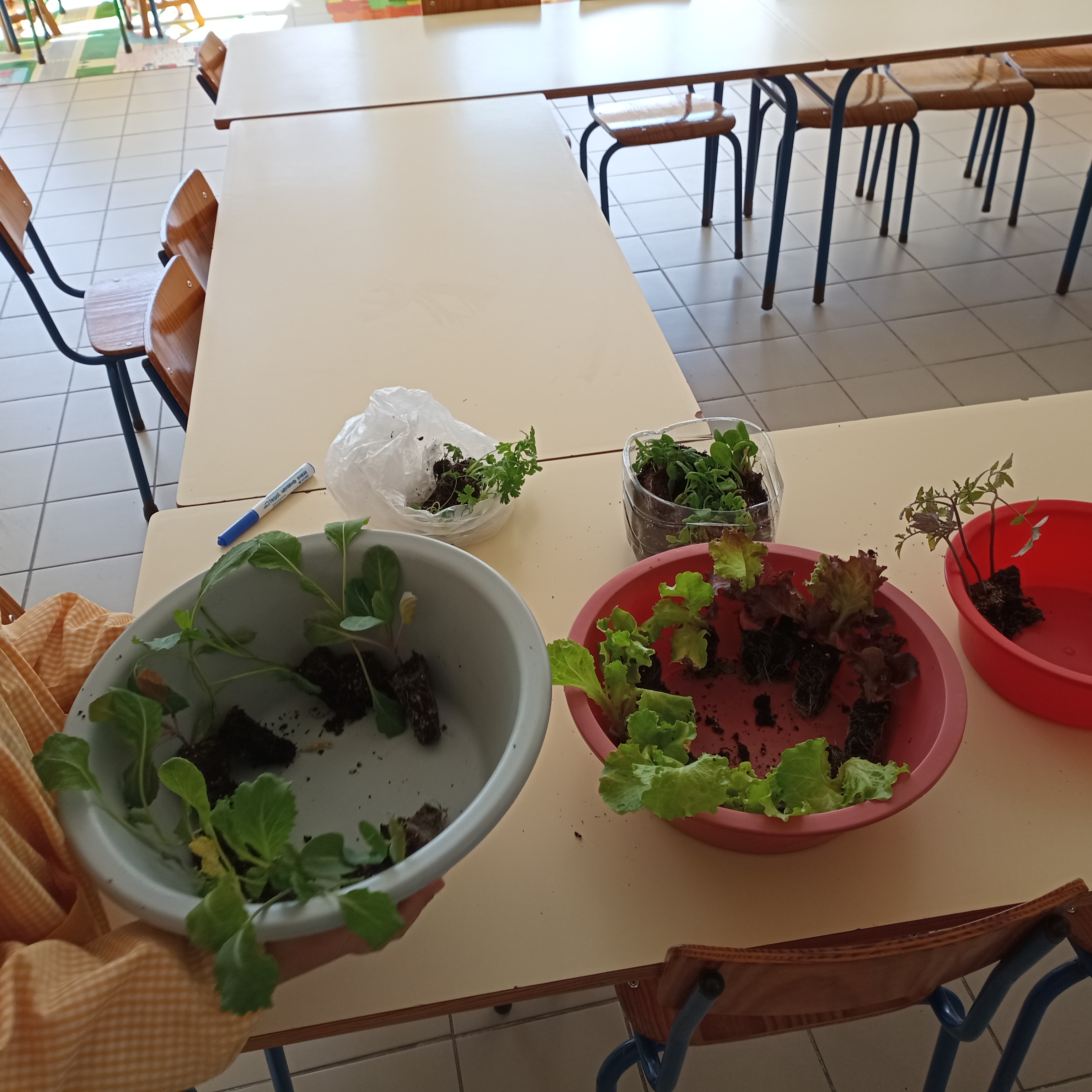 Preparação da plantação: couve, alface, tomate, curgete,beterraba.