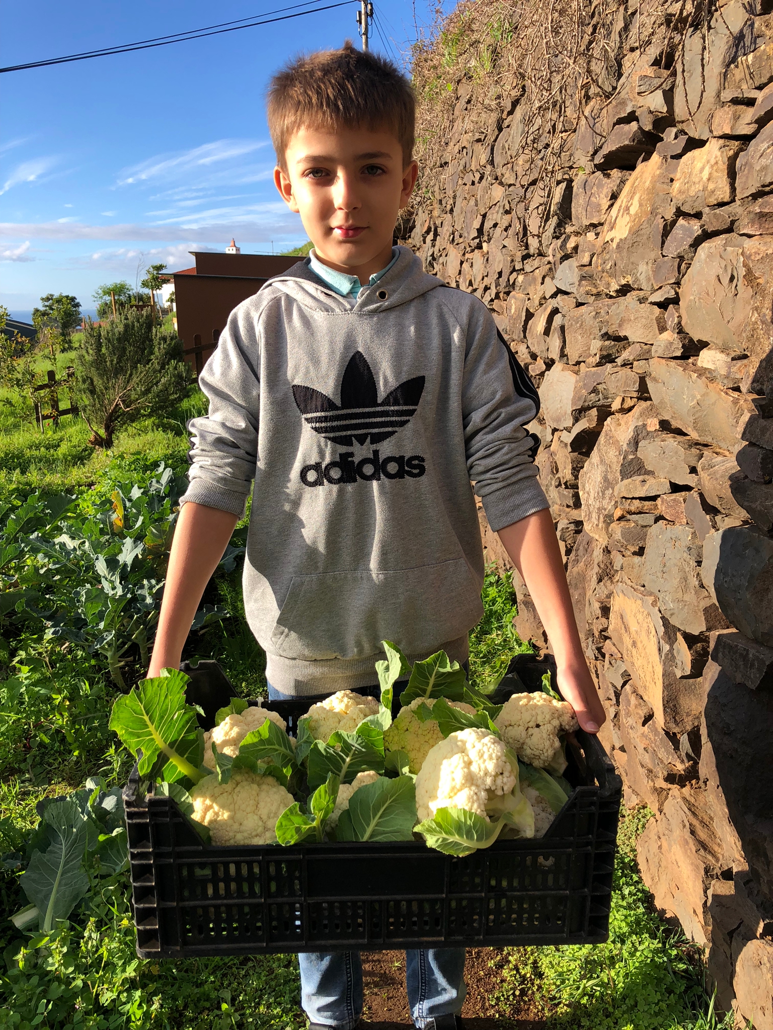 Ao longo deste período já se realizaram algumas colheitas de produtos. Nesta foto pode ver-se o cesto com couve-flor. Estes produtos são posteriormente distribuídos pela comunidade educativa, em troca de donativos.