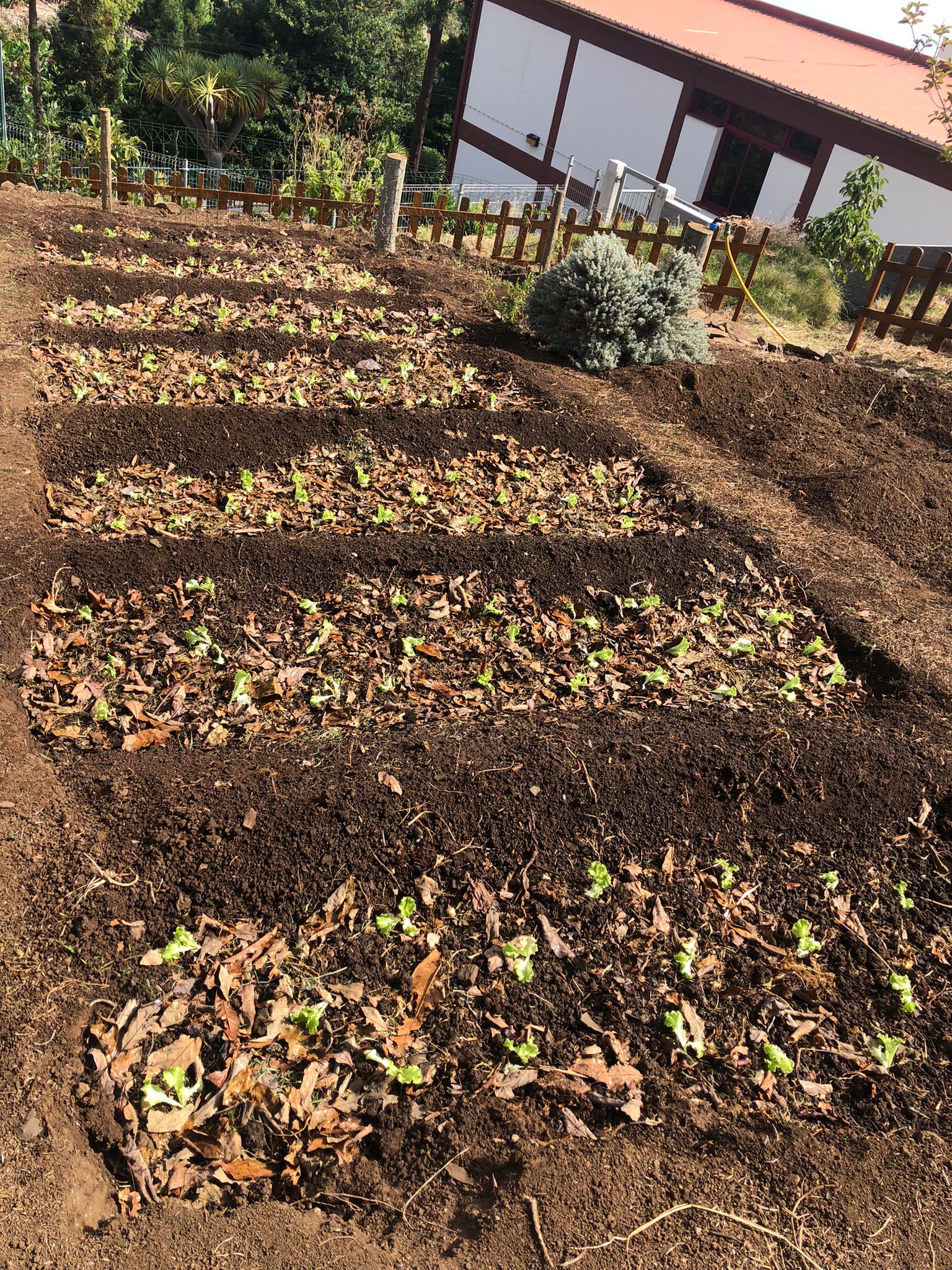 Ao longo do mês de outubro, as turmas da escola realizaram variadas plantações na horta. Ou seja, plantaram couves, couve-flor, brócolos, alfaces, beterraba, entre outros. Também se plantaram três árvores, duas figueiras e uma macieira.