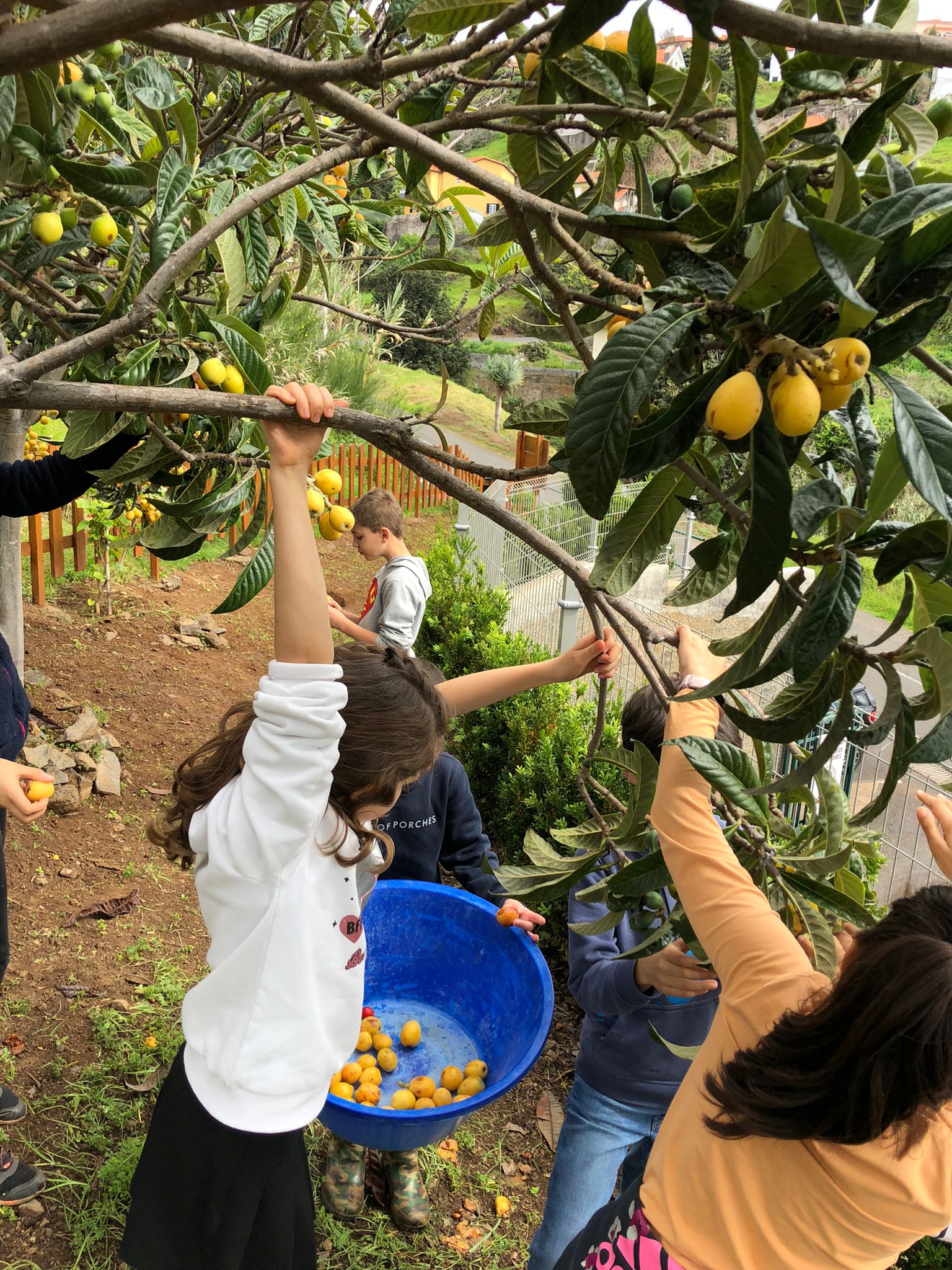 Os alunos, do Pré-Escolar ao 1º Ciclo, usufruíram de momentos de lazer na horta e no pomar, e colheram frutos da época, como nêsperas, pitangas e algumas amoras maduras.