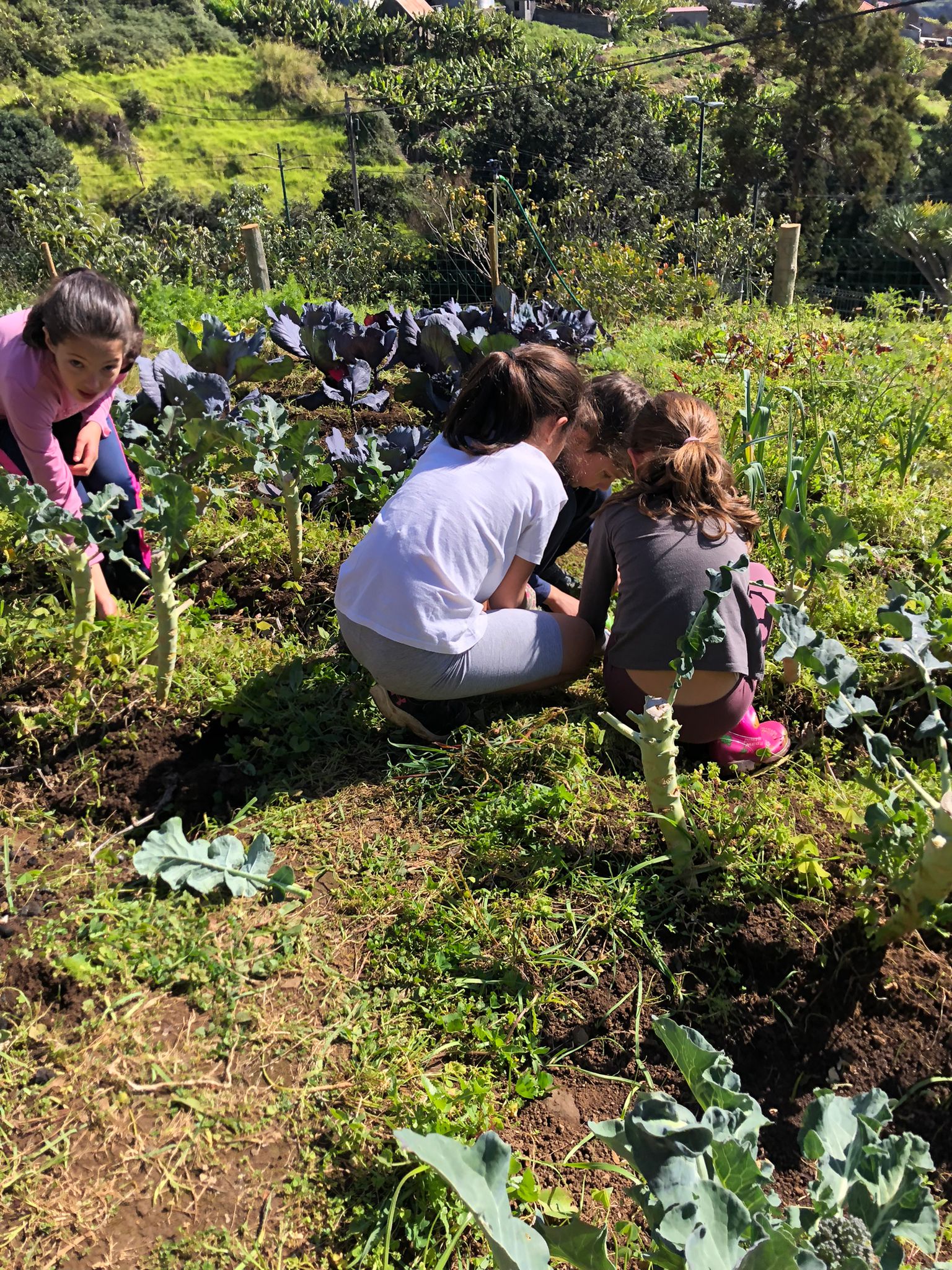 Os alunos do 3º ano procederam à limpeza do terreno, retirando as ervas à volta das plantações.