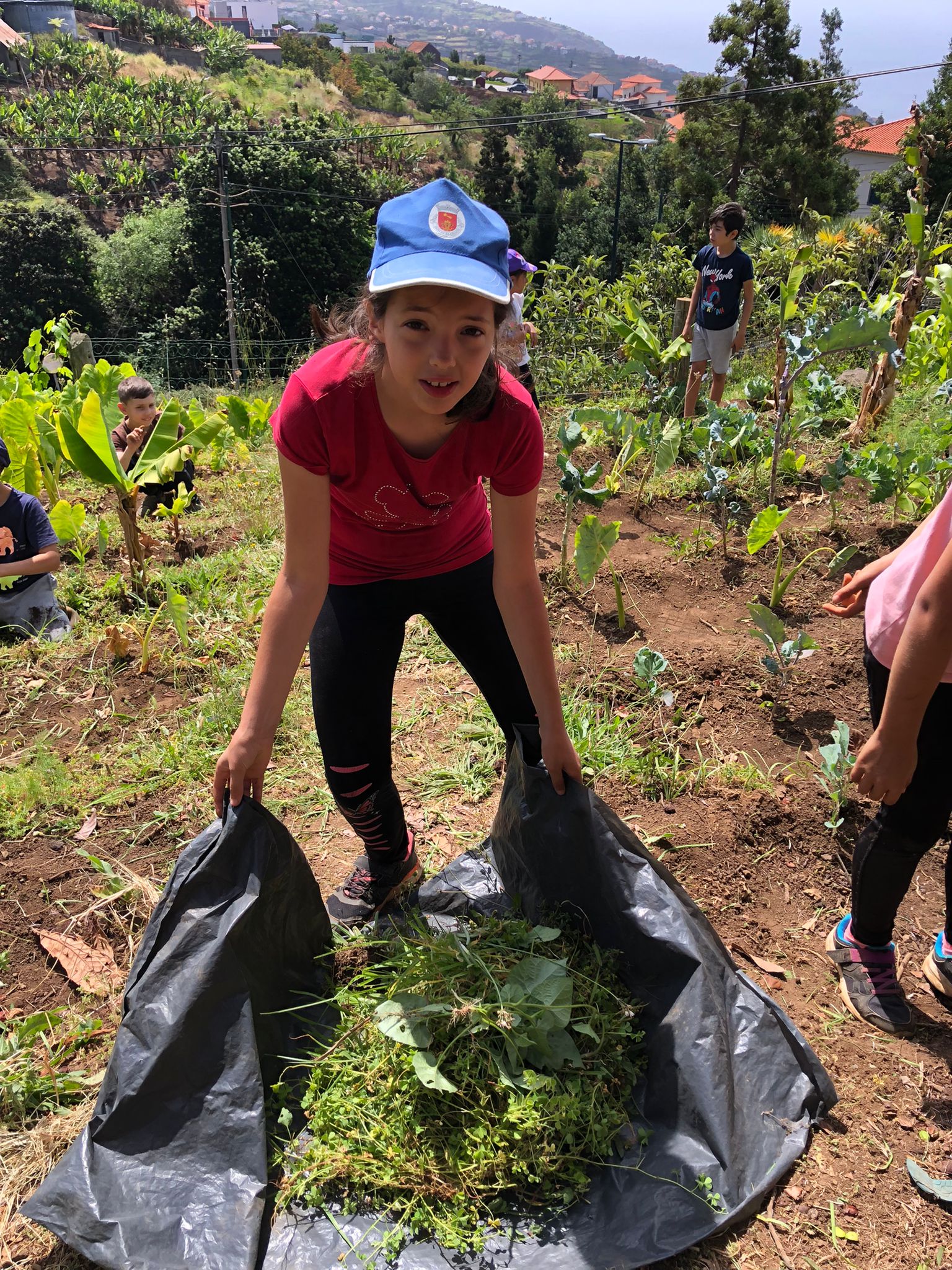 Limpeza e manutenção do terreno, nomeadamente arrancar as ervas daninhas. Aproveitamento das ervas para a alimentação das ovelhas.