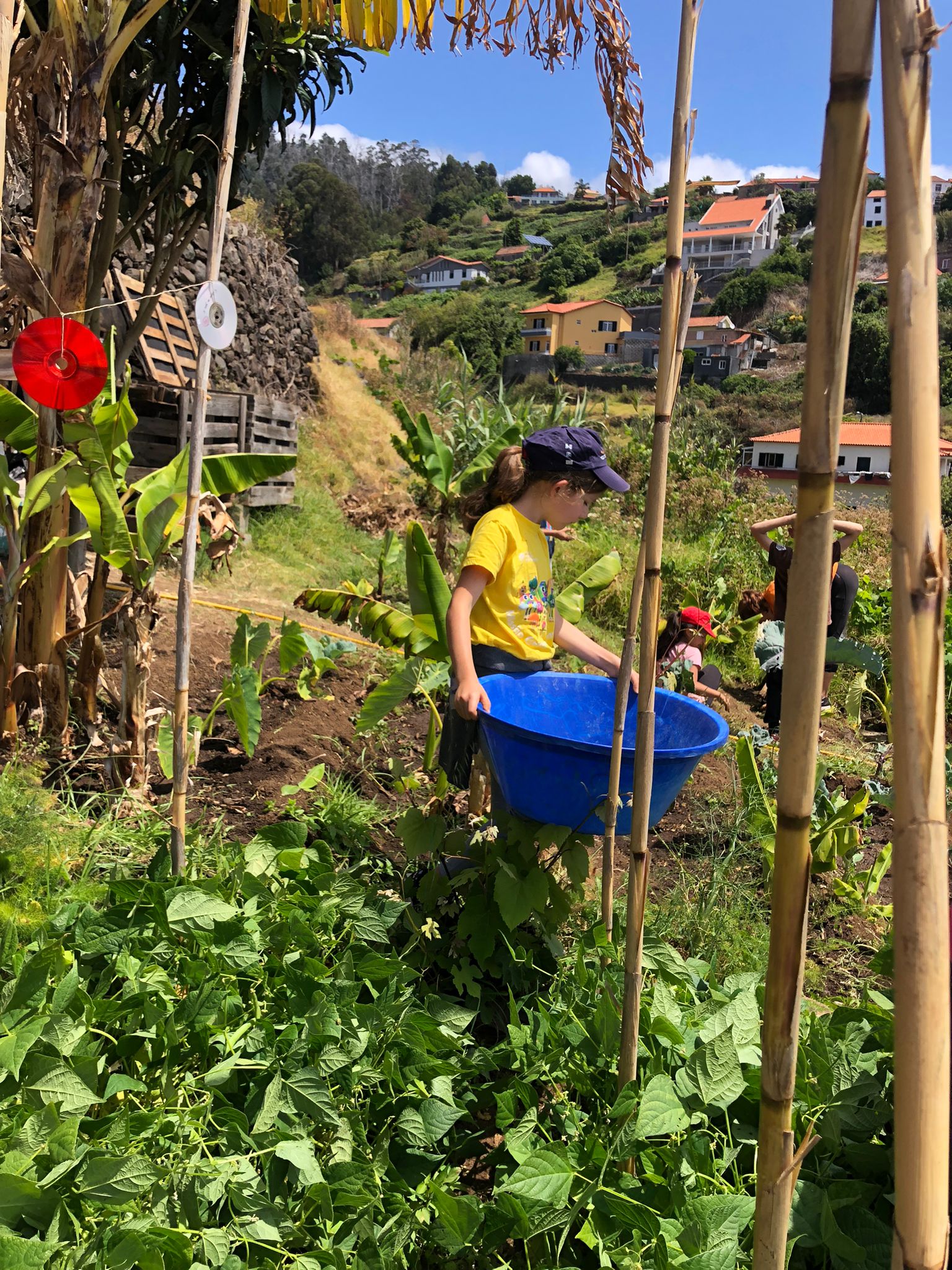Colocação de cd's e outros espantalhos para afastar os pombos/pássaros das zonas de cultivo.