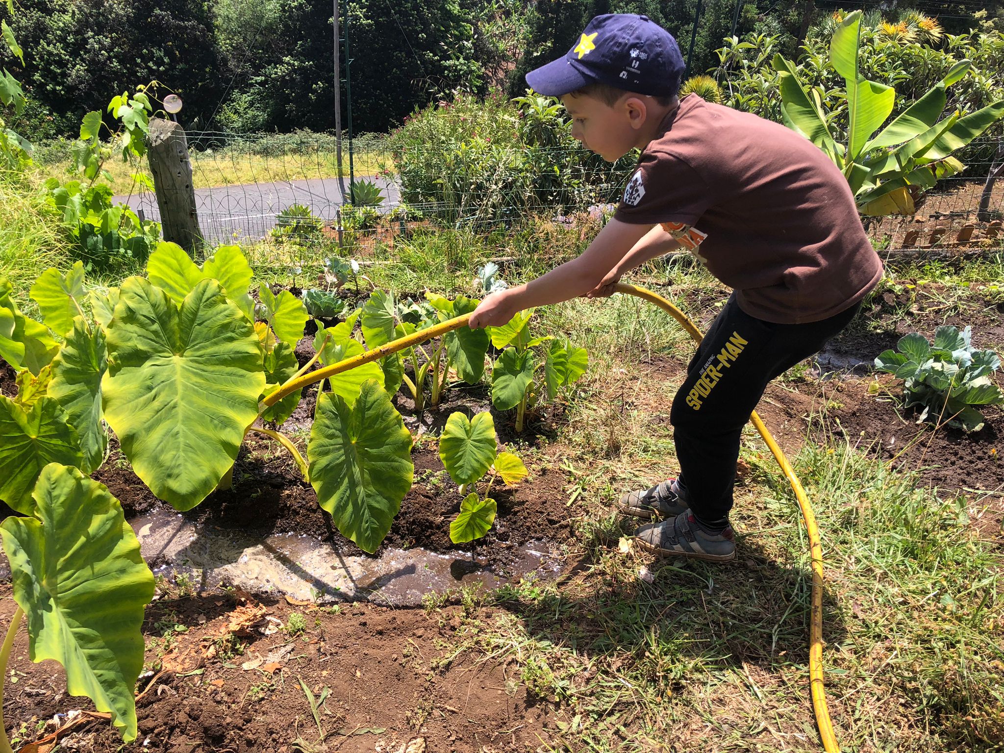 Rega das culturas plantas, realizada pelos alunos do 3º ano.