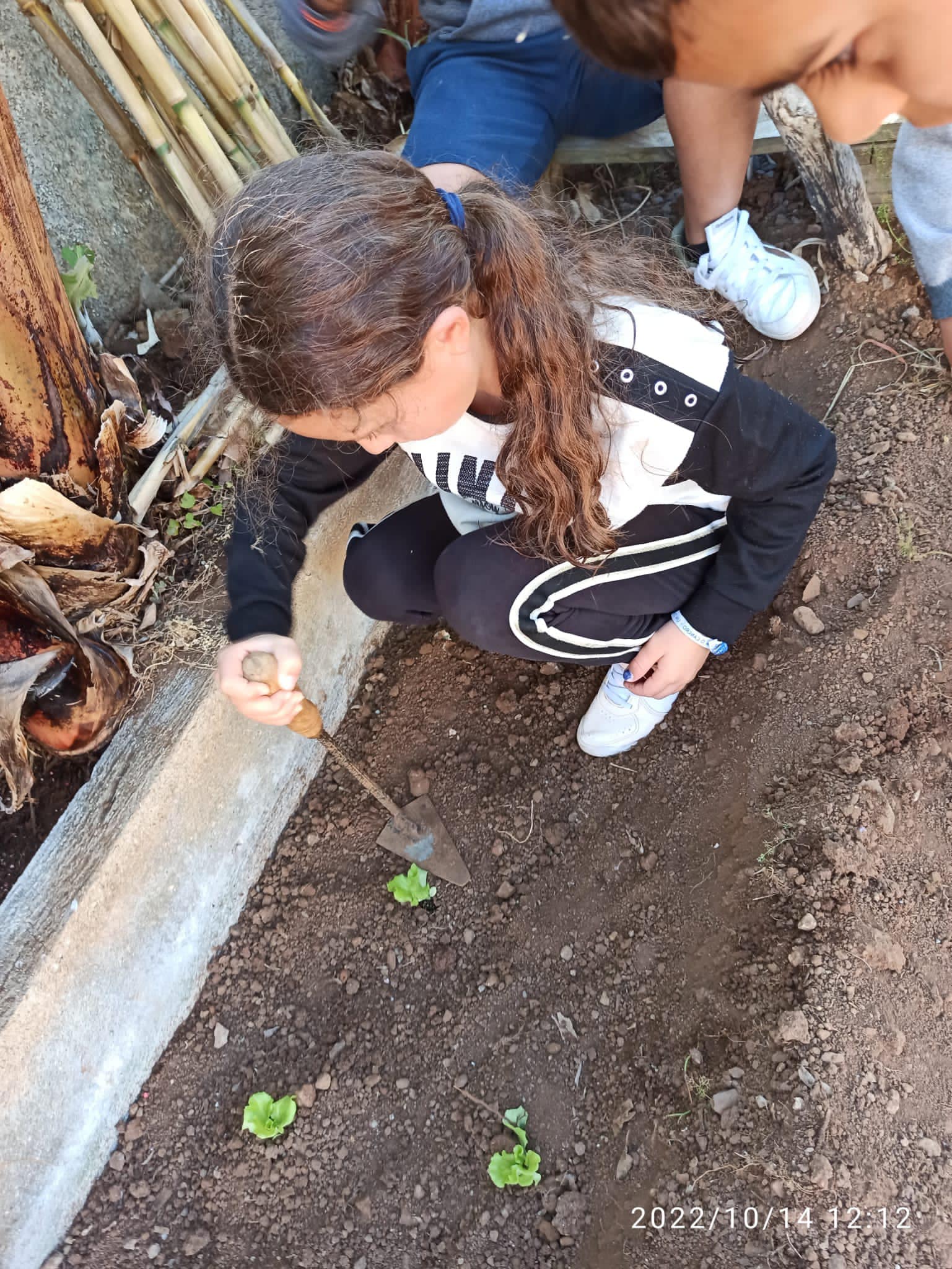 Plantação de alface