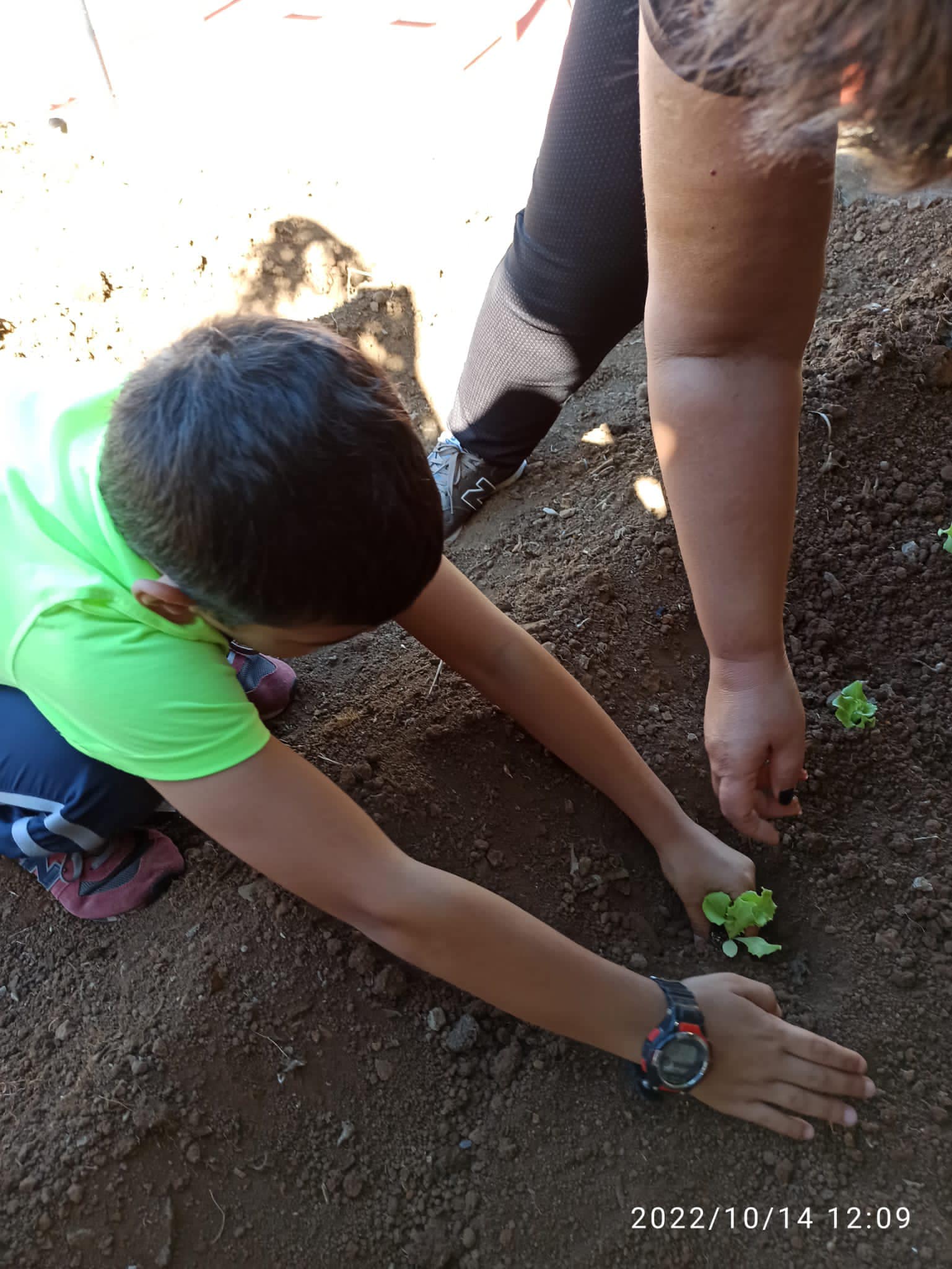 Plantação de alface