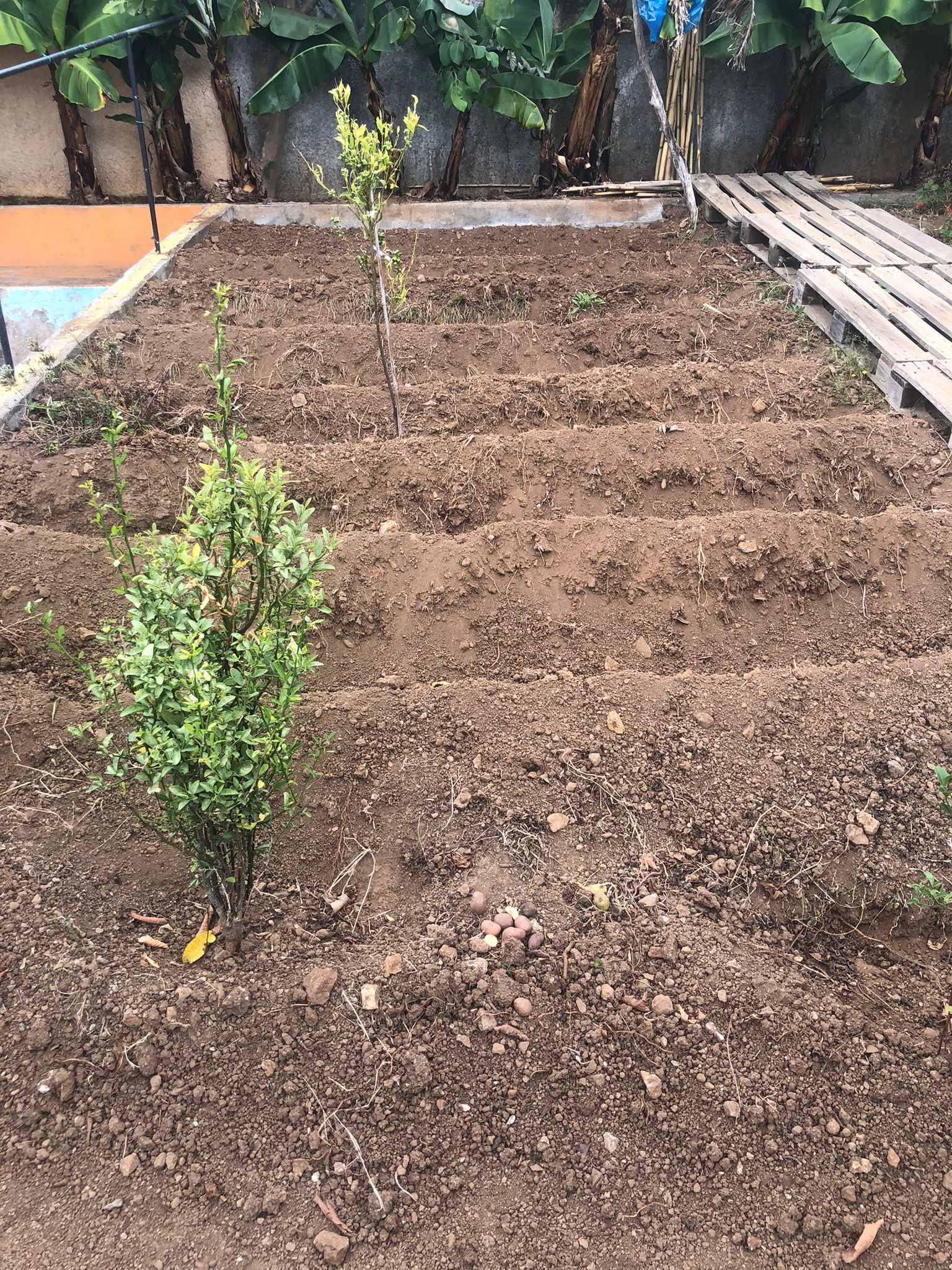 Hortas Bio - Espaço preparado para cultivo