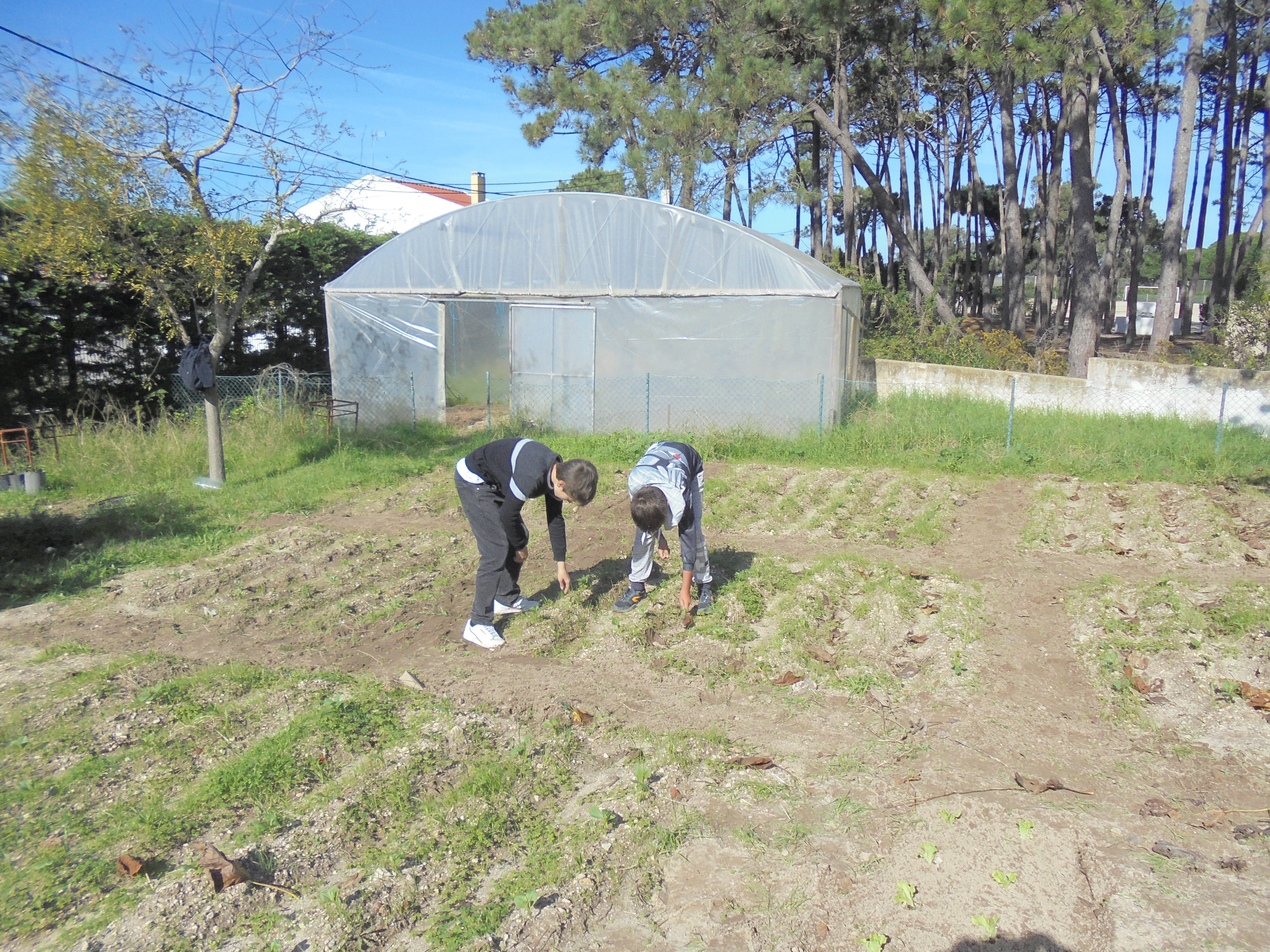 Plantação de favas cerca de um 1kg em 13 de novembro de 2022