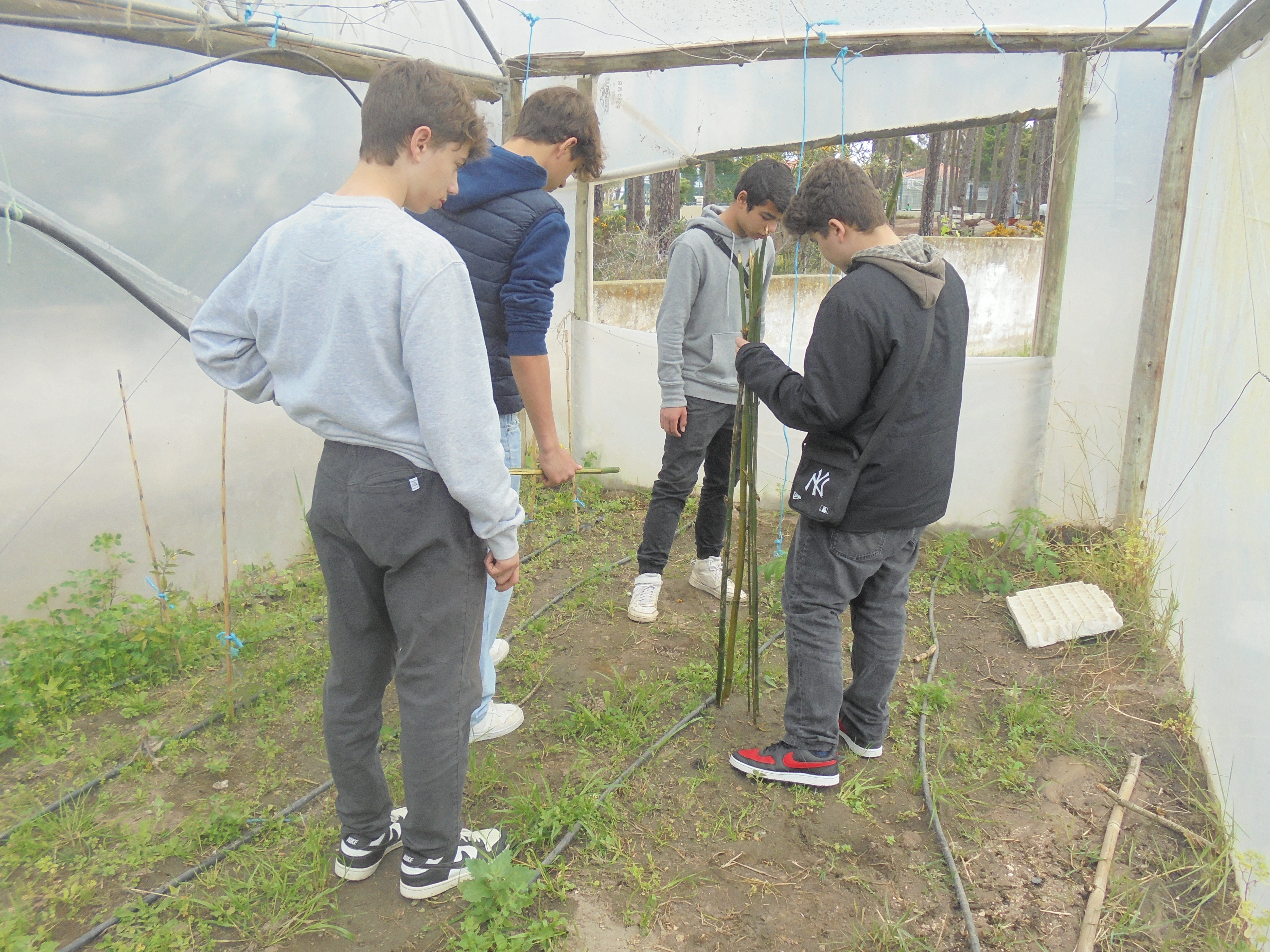Manutenção da cultura de tomates na estufa.