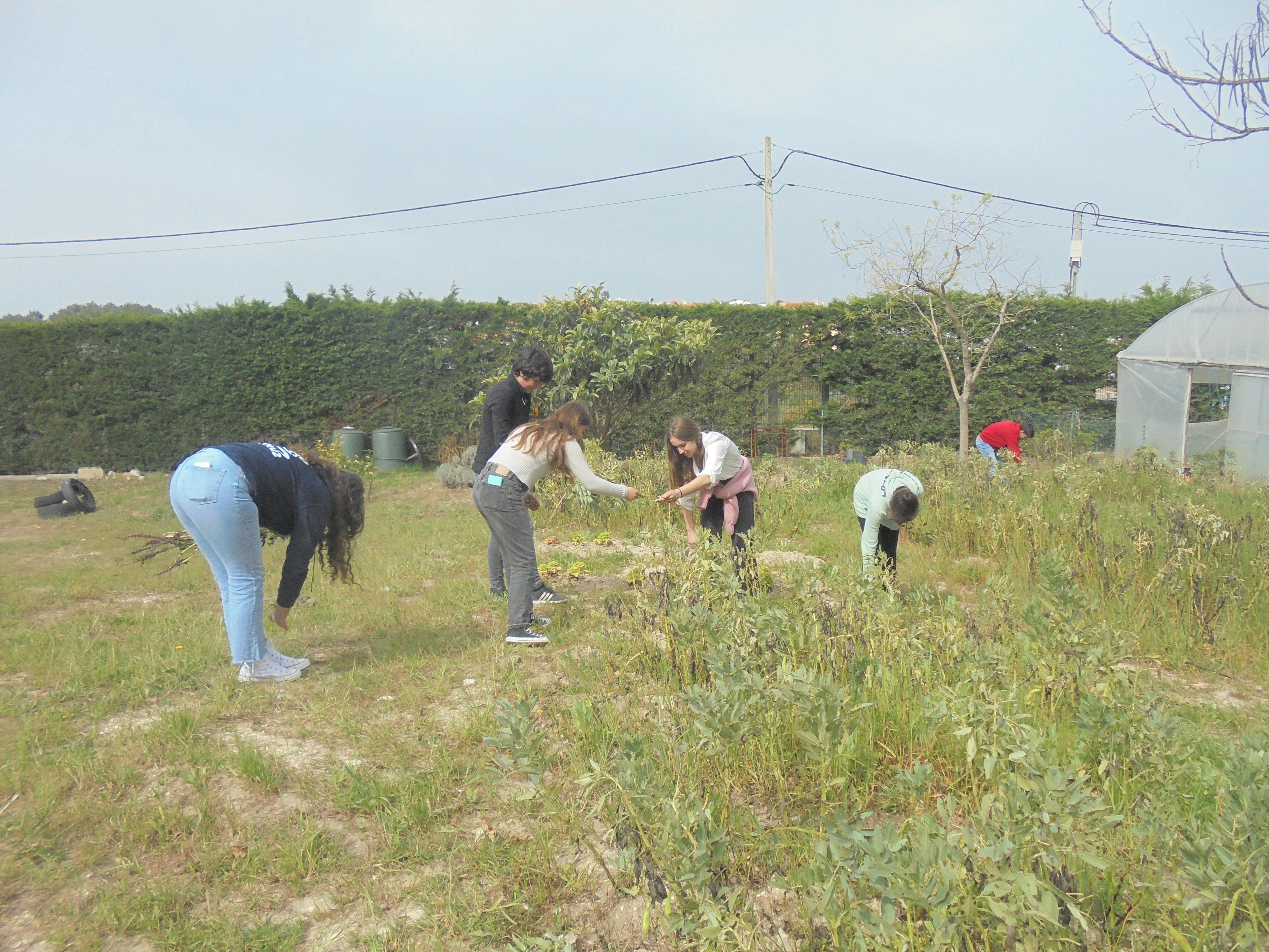 Limpeza do terreno para o próximo ano.