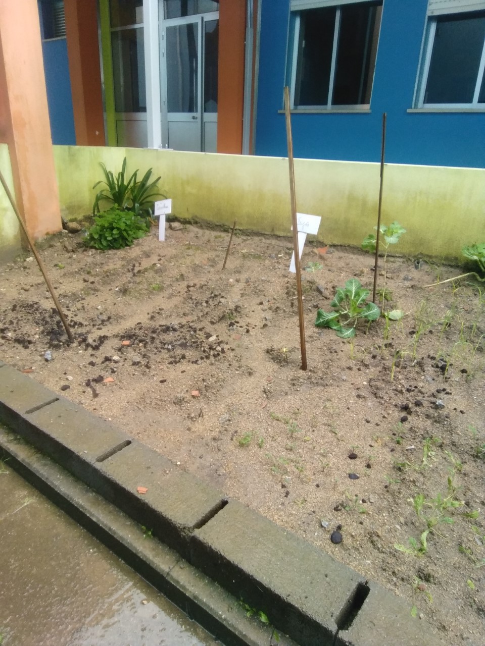 Local onde foram semeados legumes