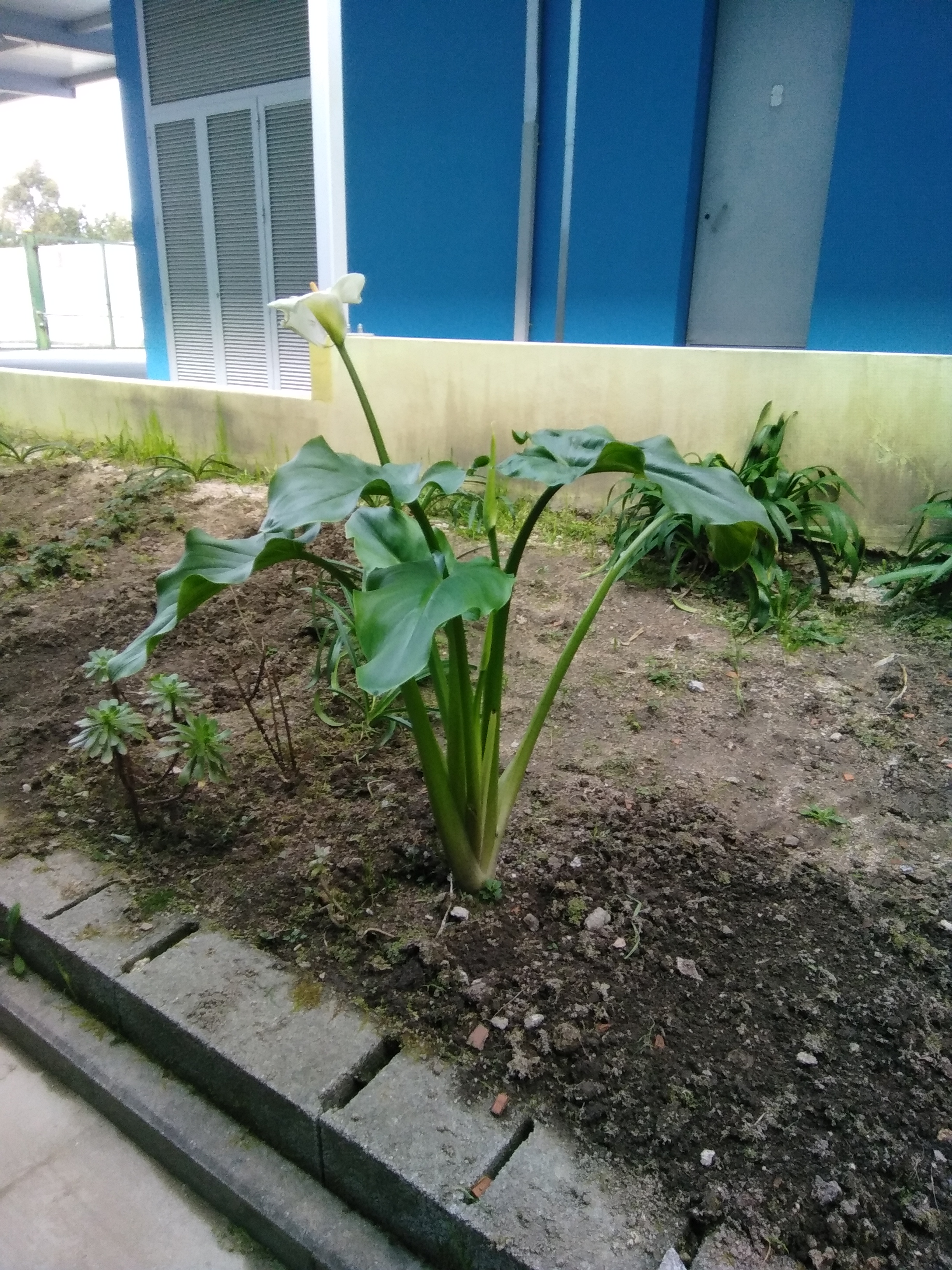 Flores que já nasceram