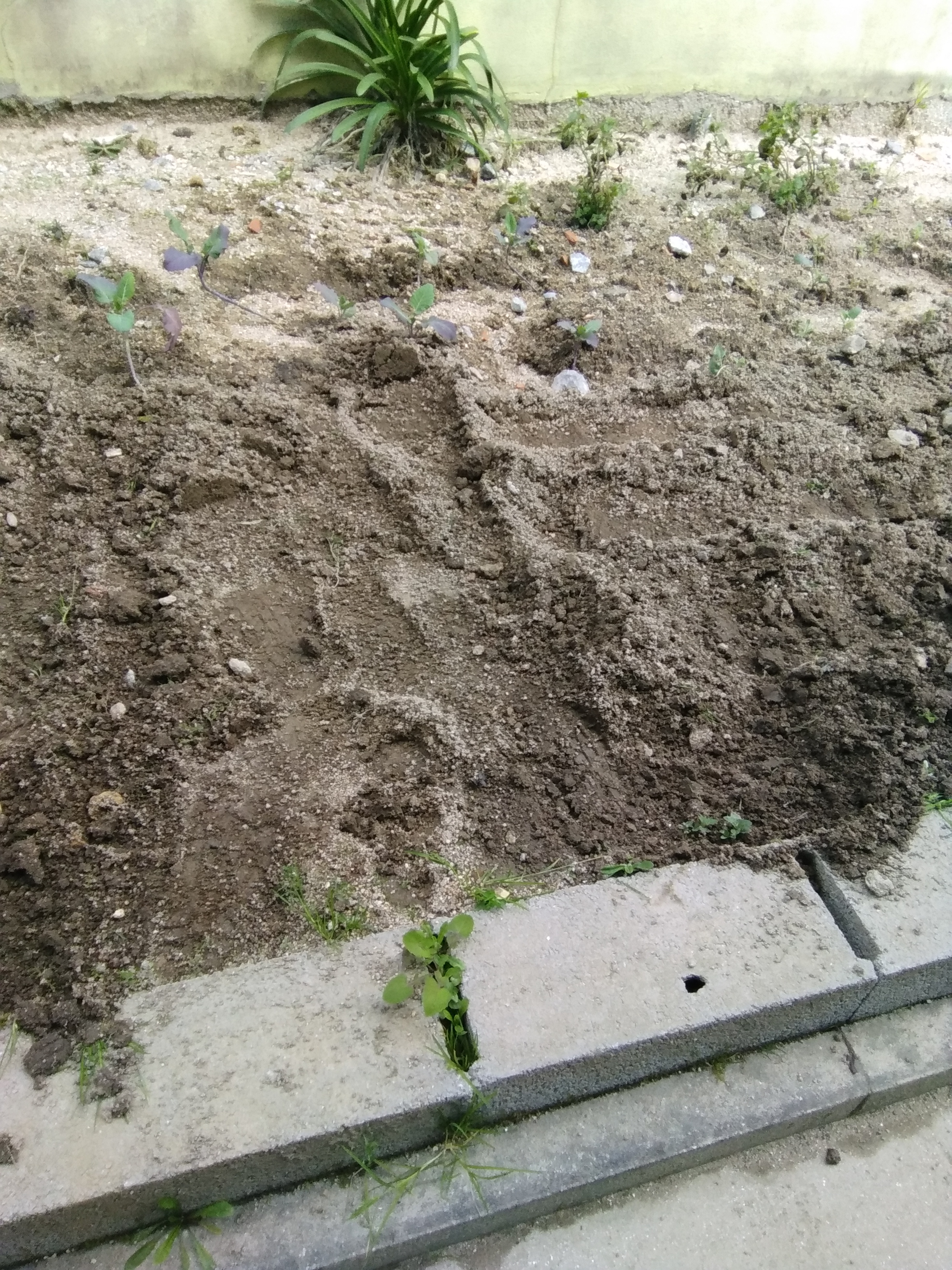 Solo preparado para o cultivo