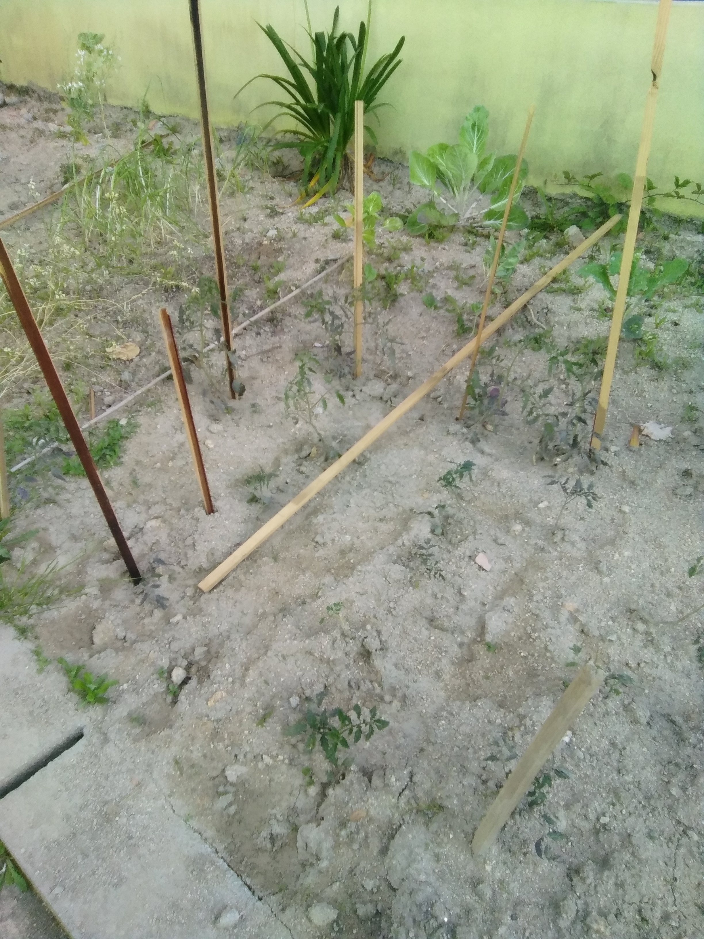 Estacas à espera que a rama do tomate cresça